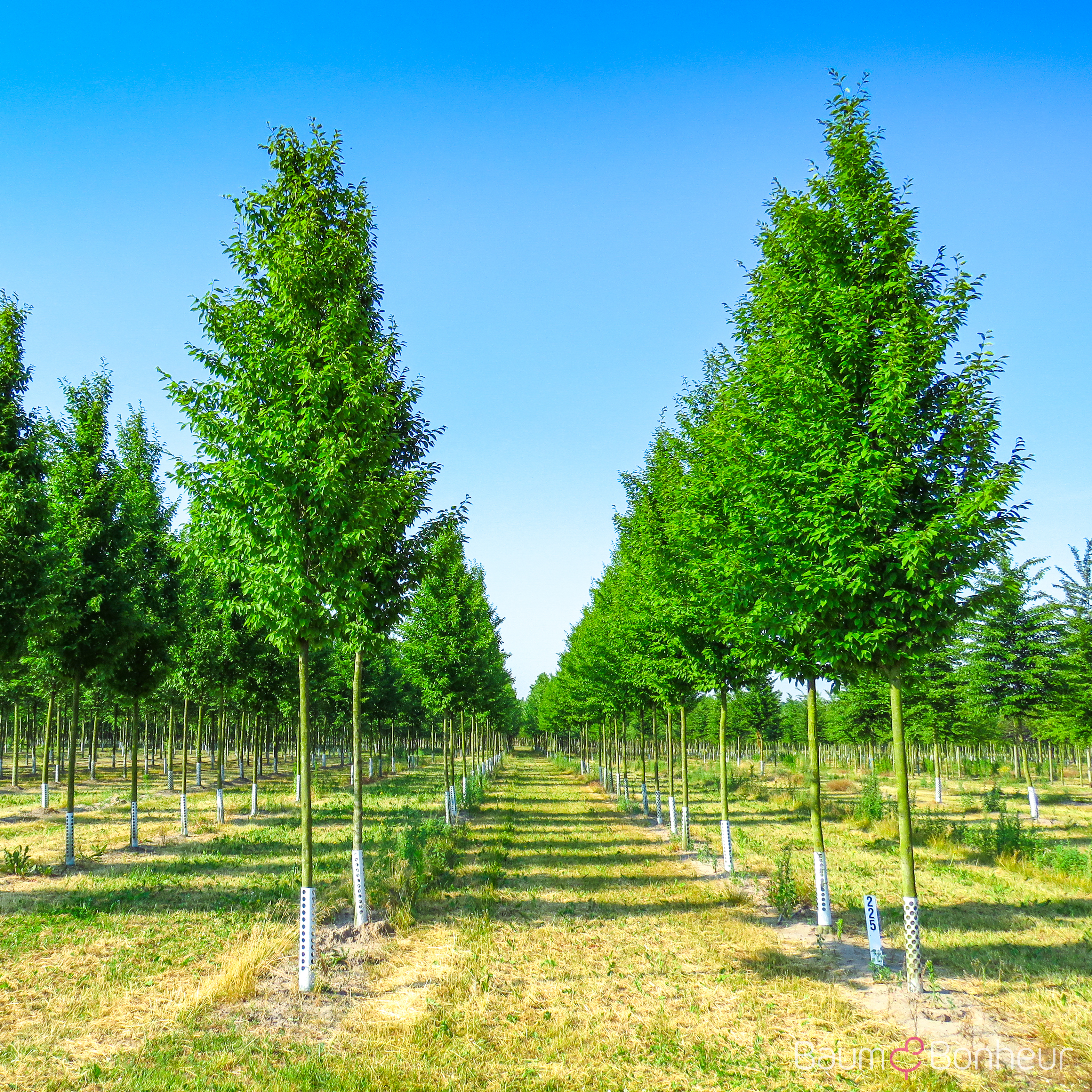 Carpinus betulus 'Frans Fontaine'
