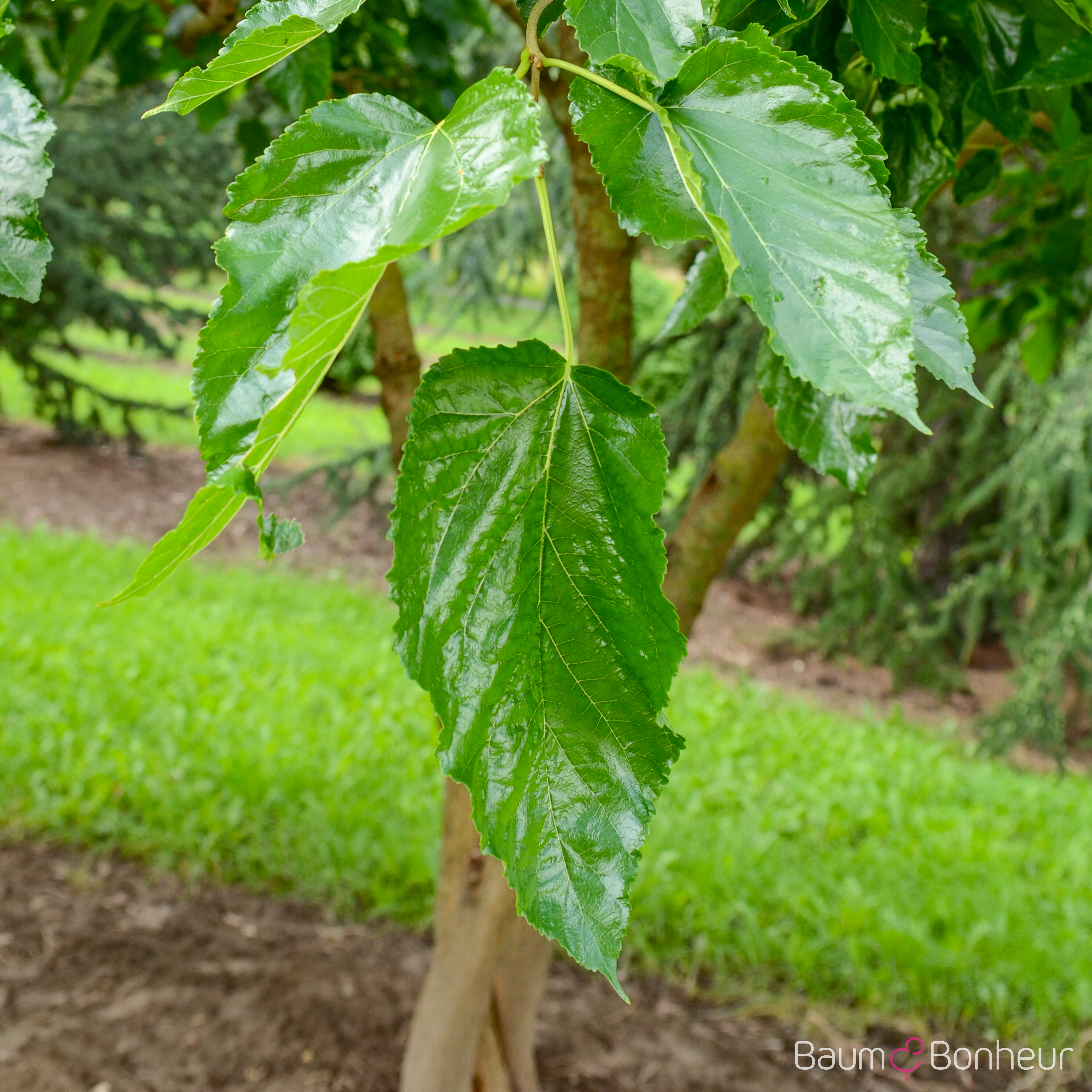 Morus alba 'Tortuosa'
