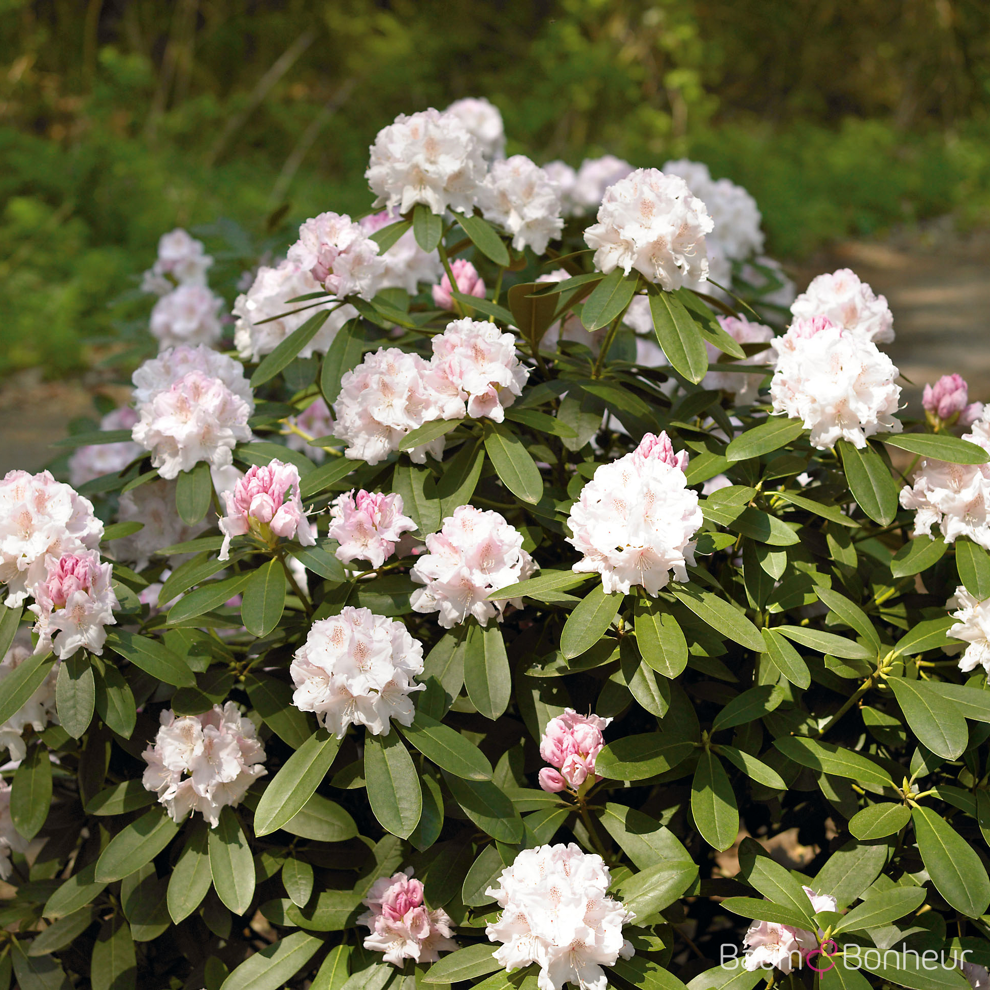 Rhododendron yakushimanum 'Schneekrone'