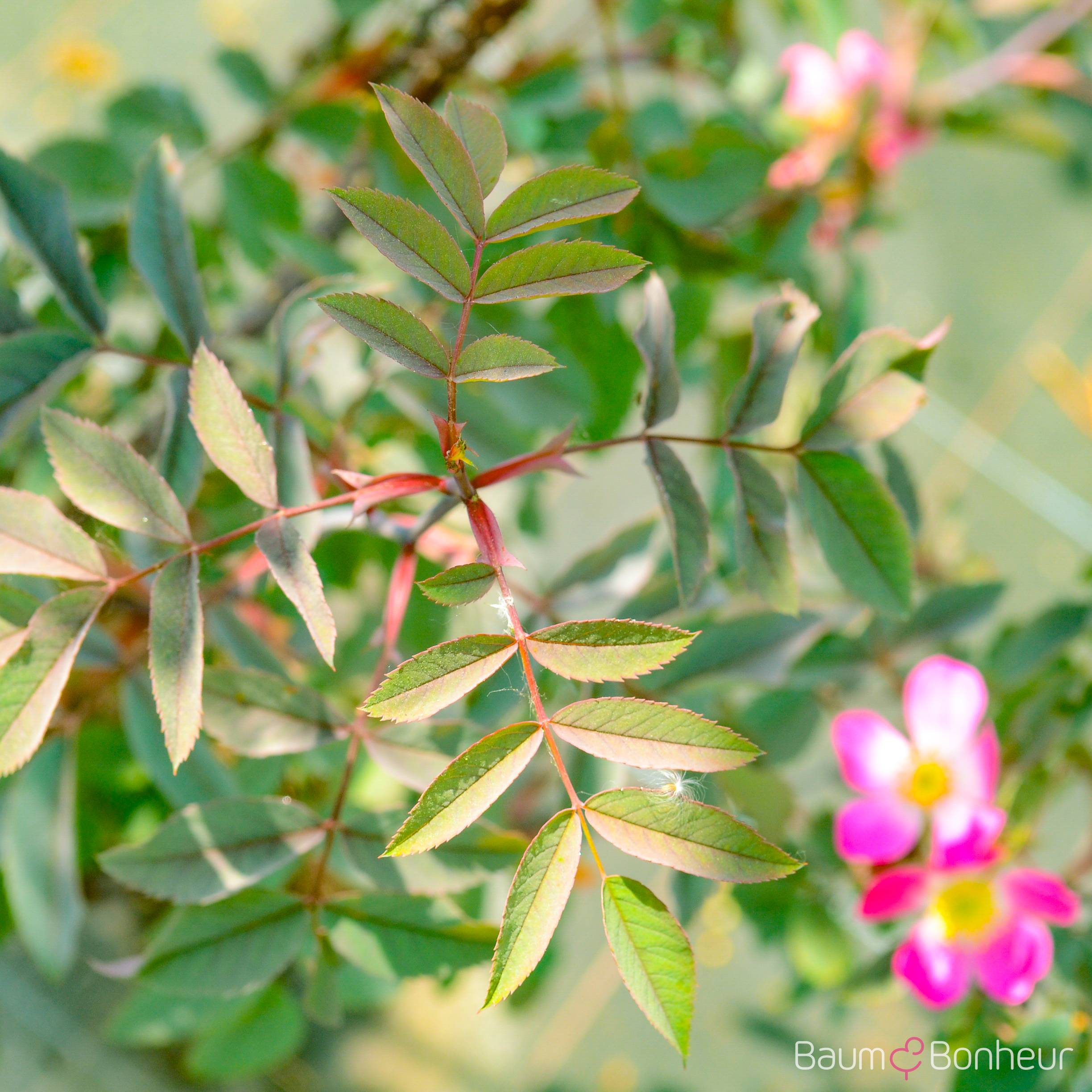 Rosa glauca