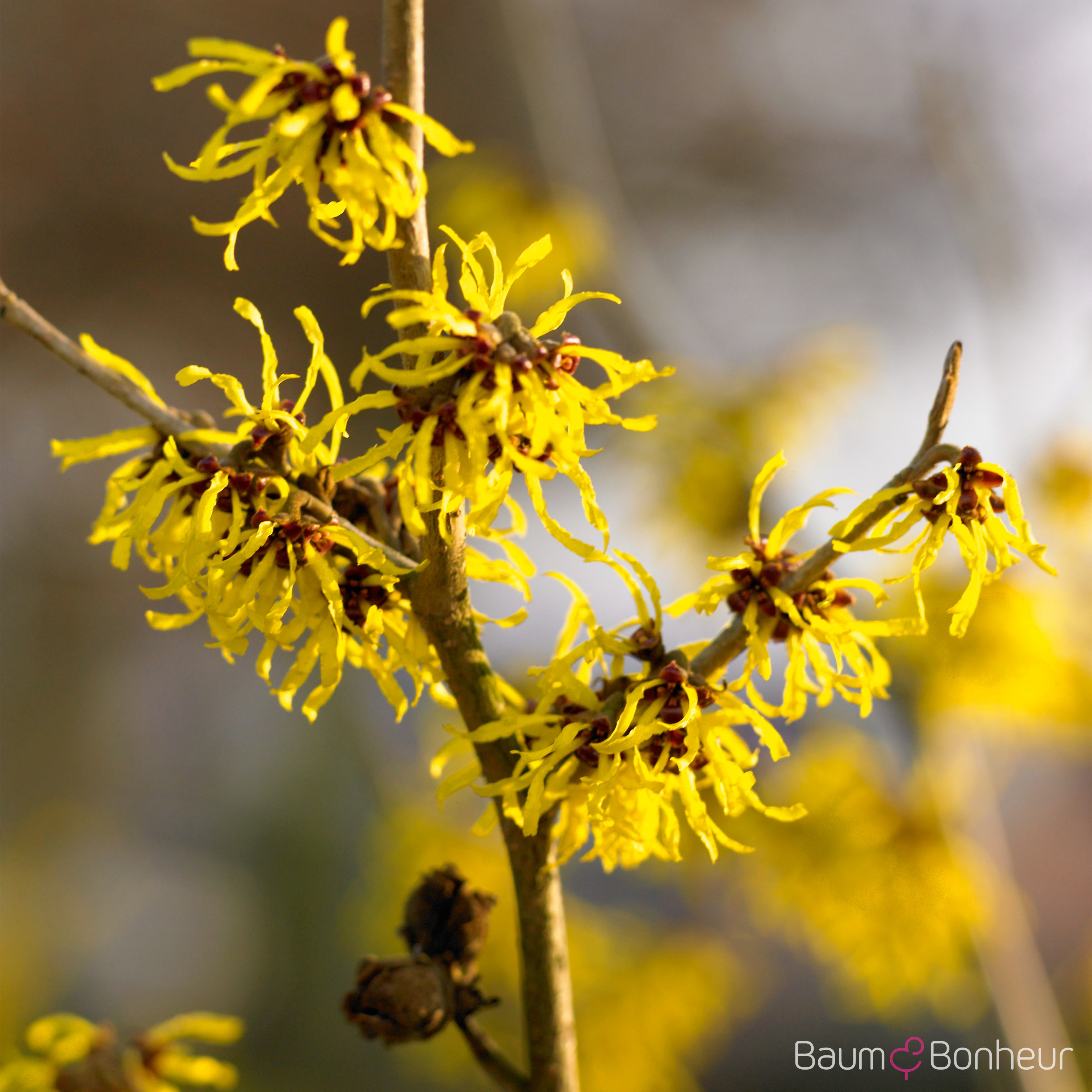 Hamamelis mollis