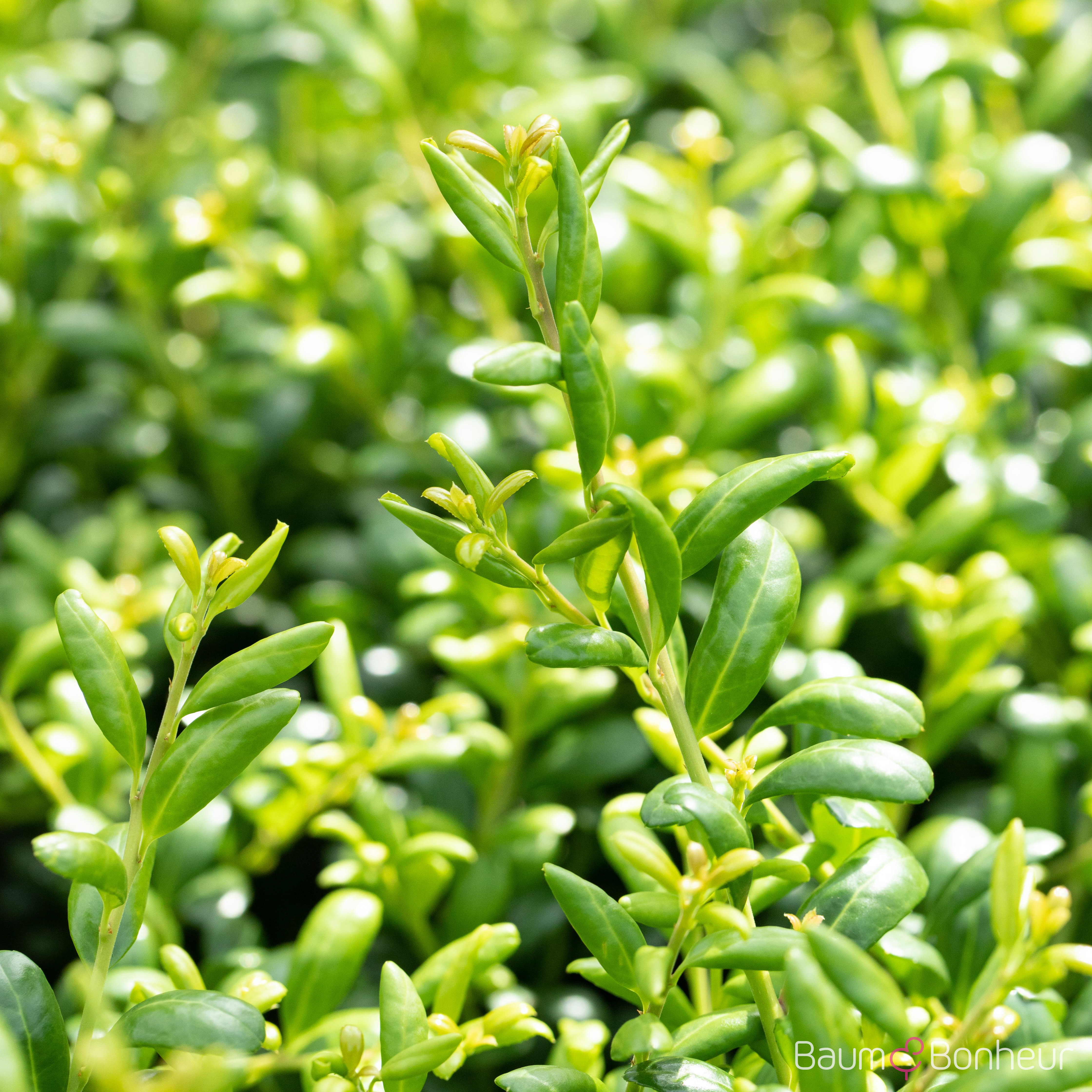 Ilex crenata 'Convexa'