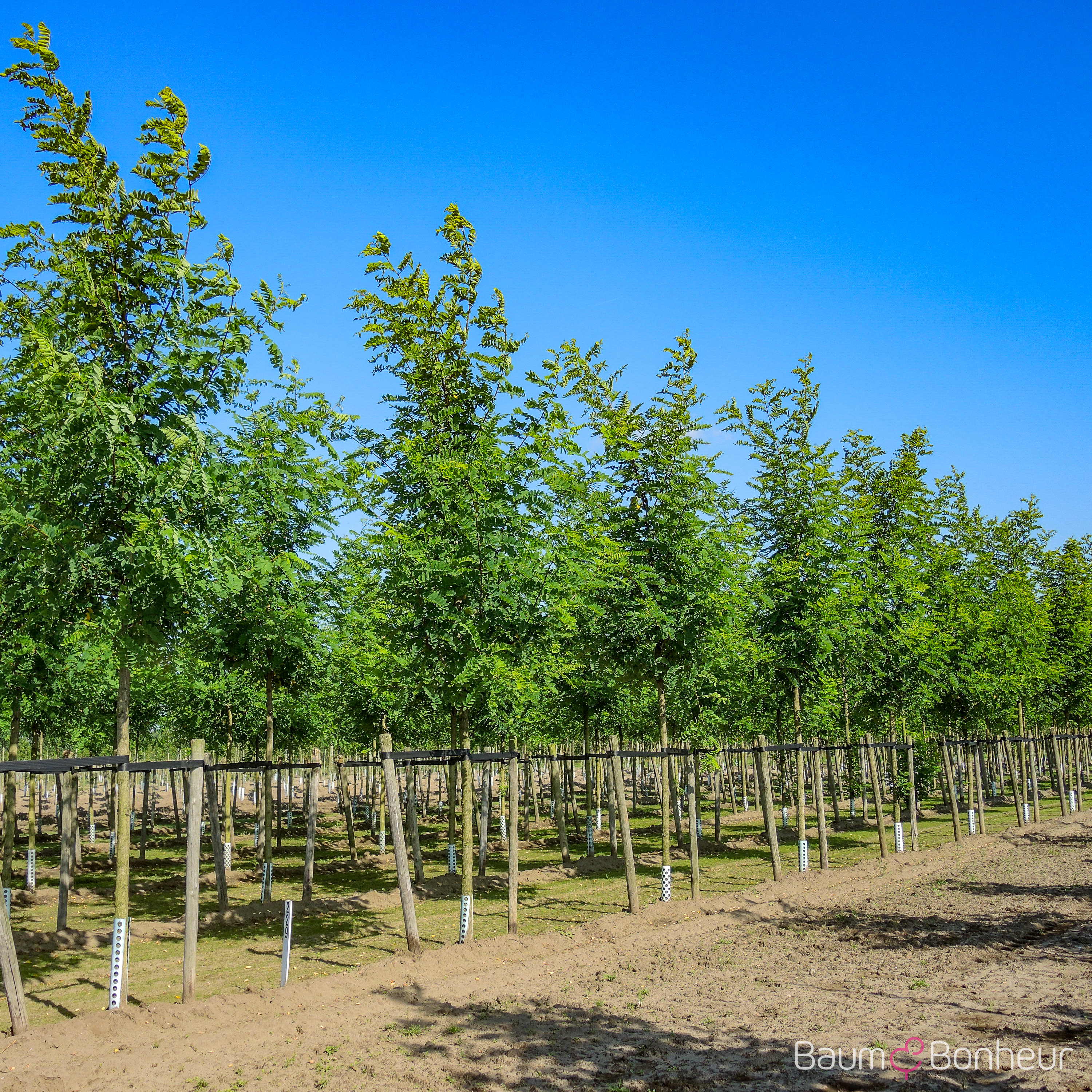 Robinia pseudoacacia