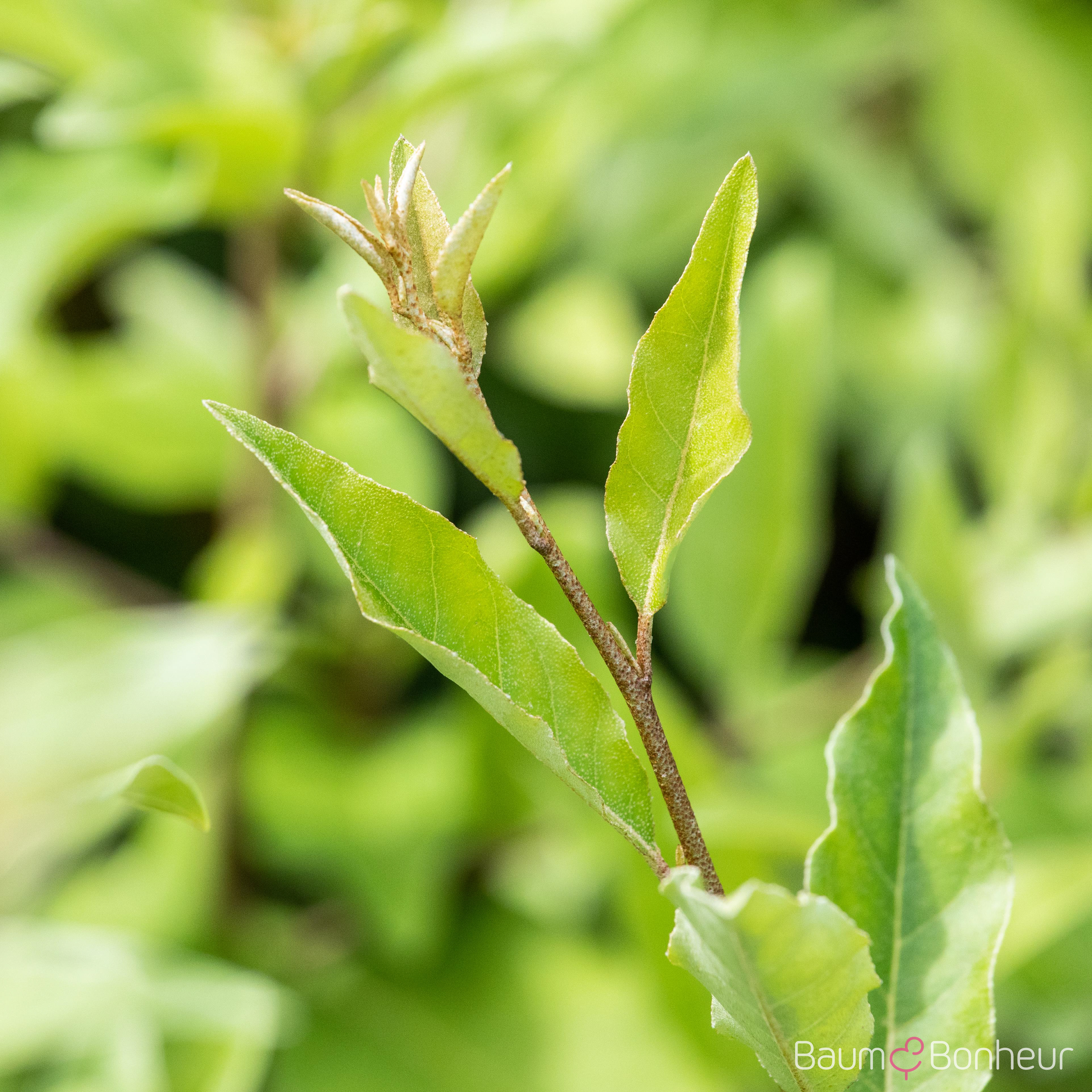Elaeagnus multiflora