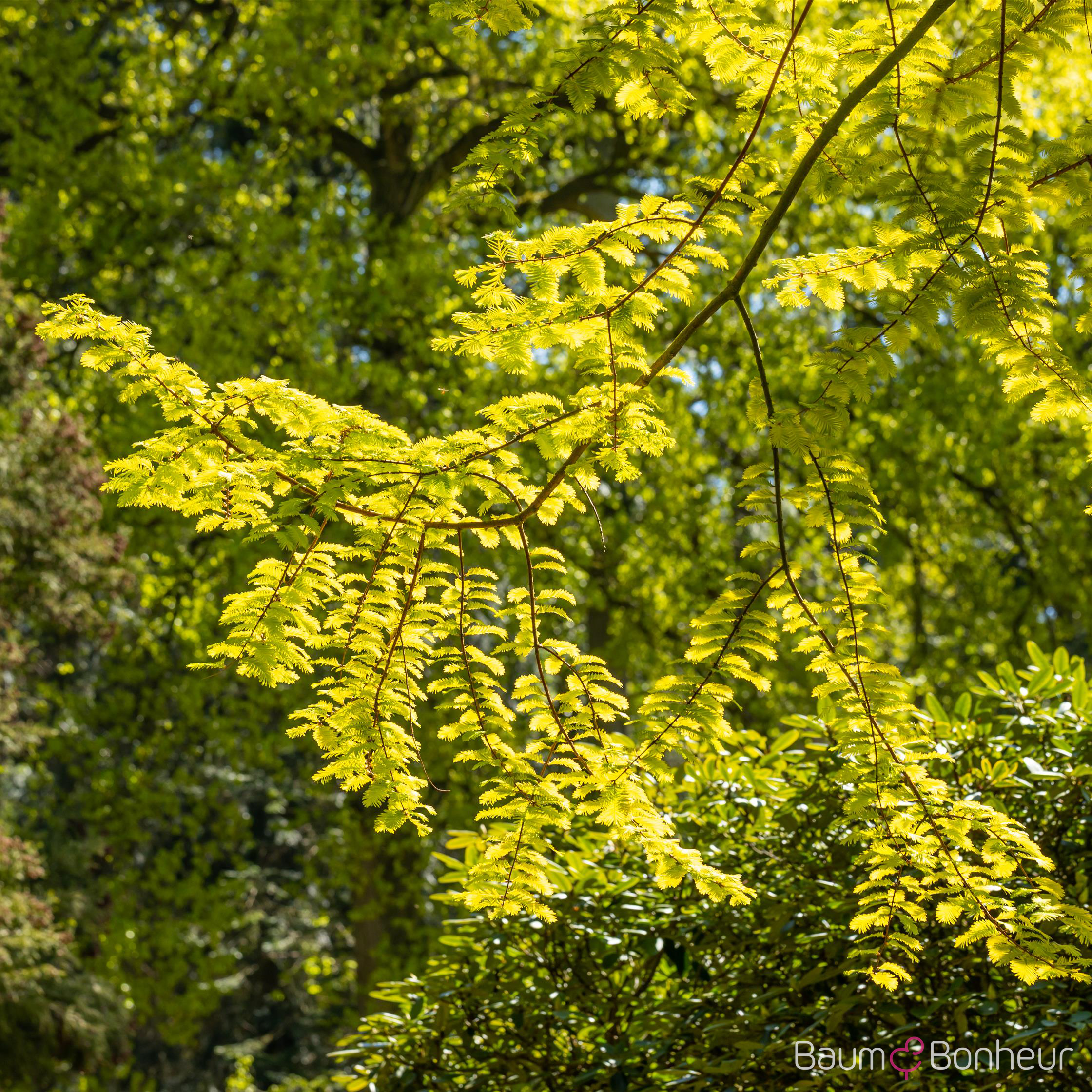 Metasequoia glyptostroboides 'Gold Rush'