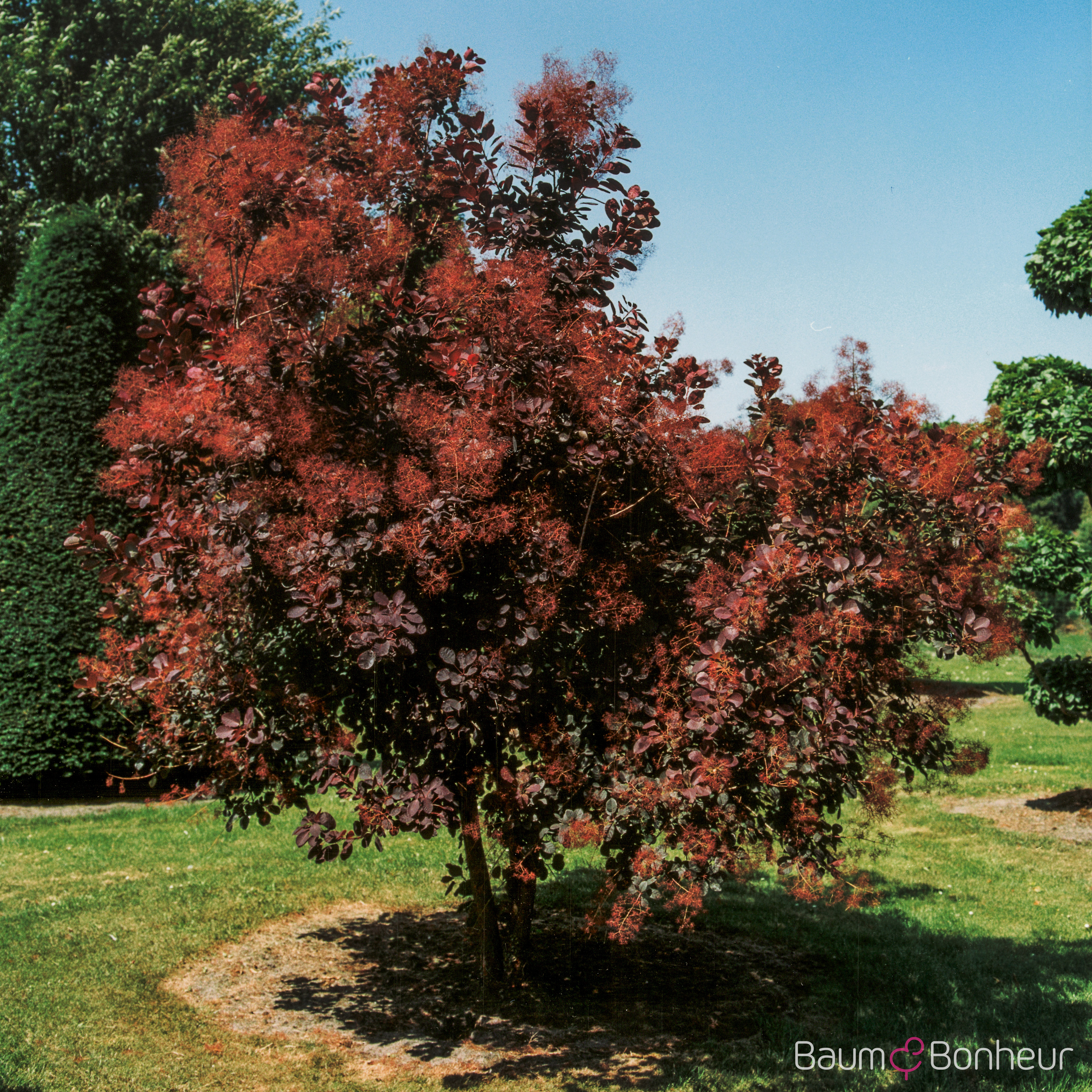 Cotinus coggygria 'Royal Purple'