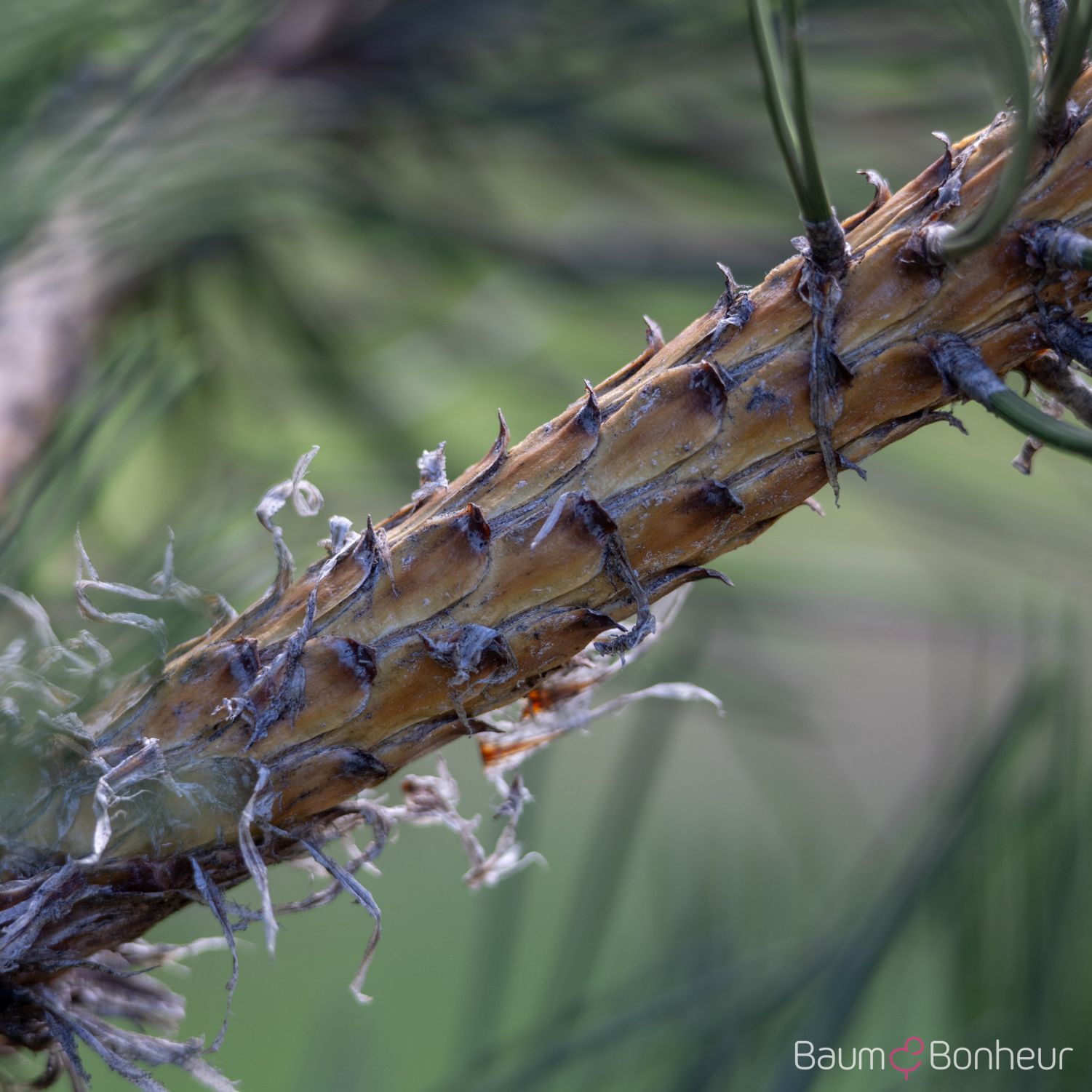 Pinus nigra subsp. nigra