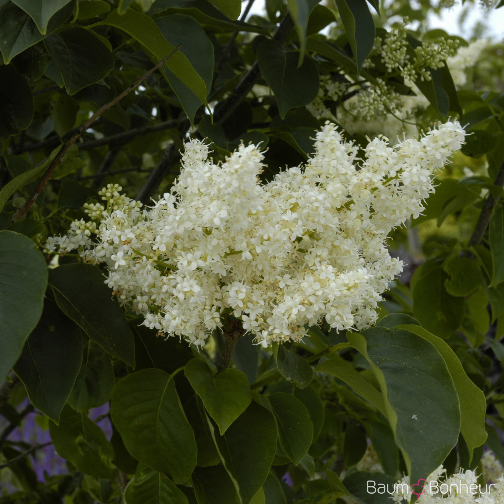Syringa reticulata 'City of Toronto'