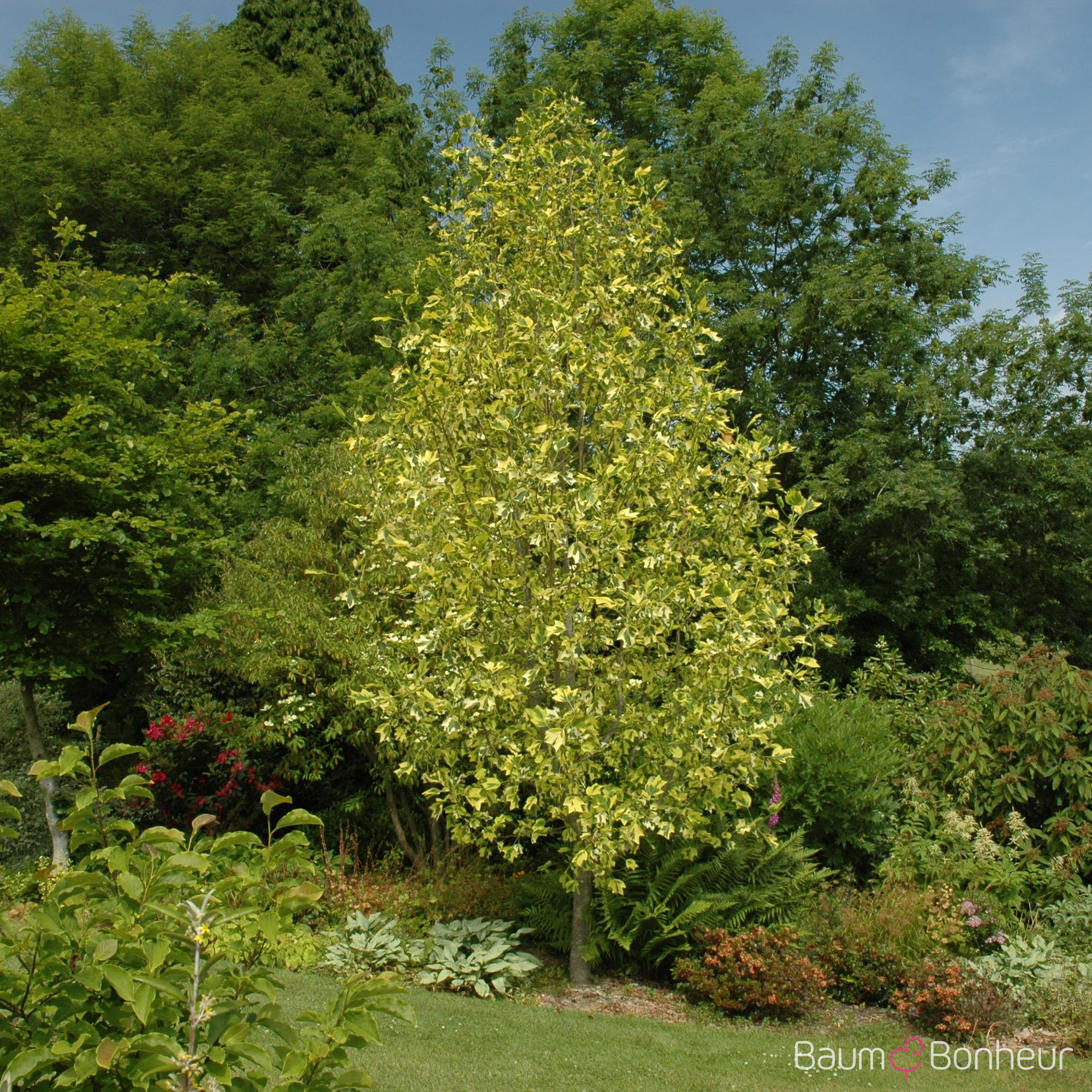 Liriodendron tulipifera 'Aureomarginatum'