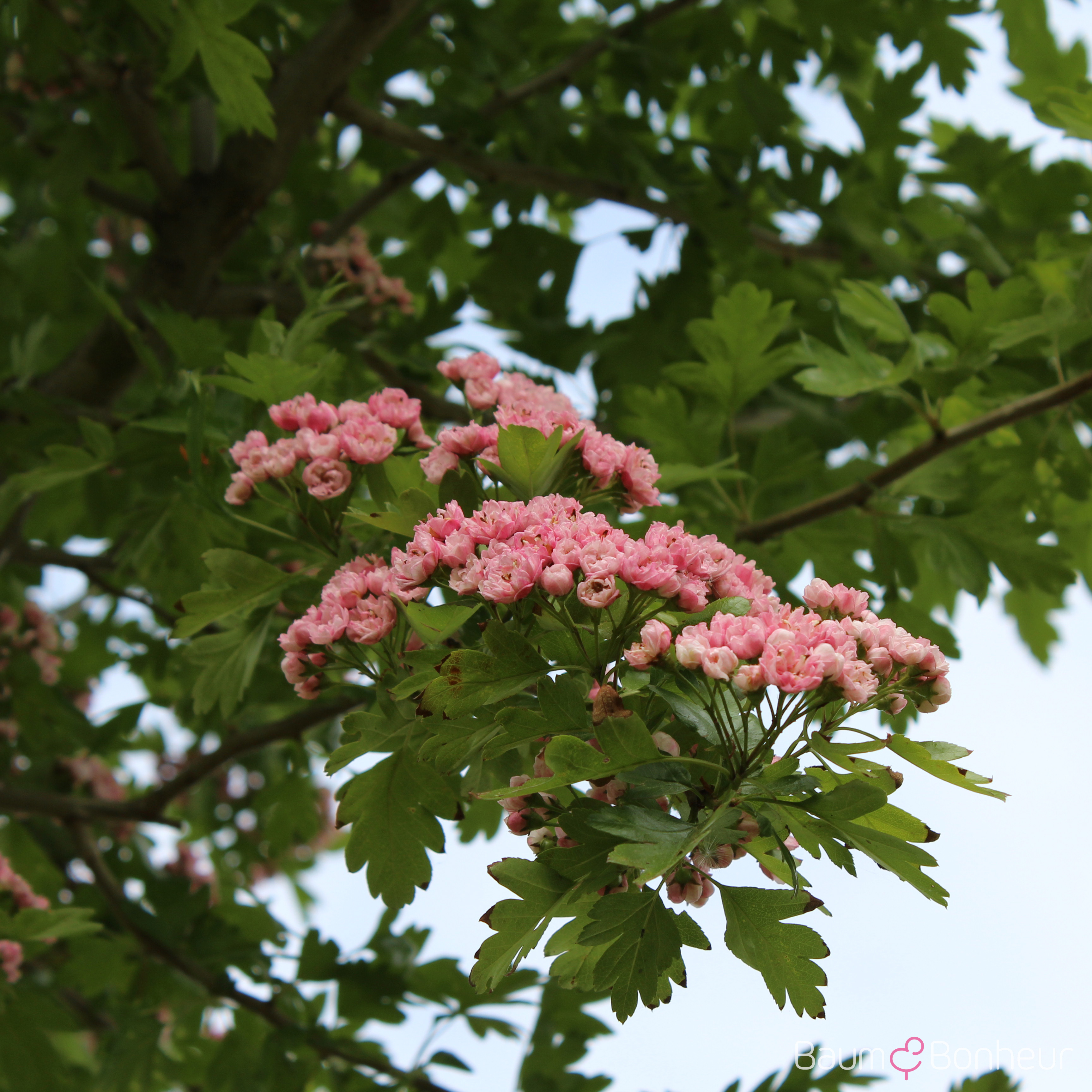 Crataegus mordenensis 'Toba'