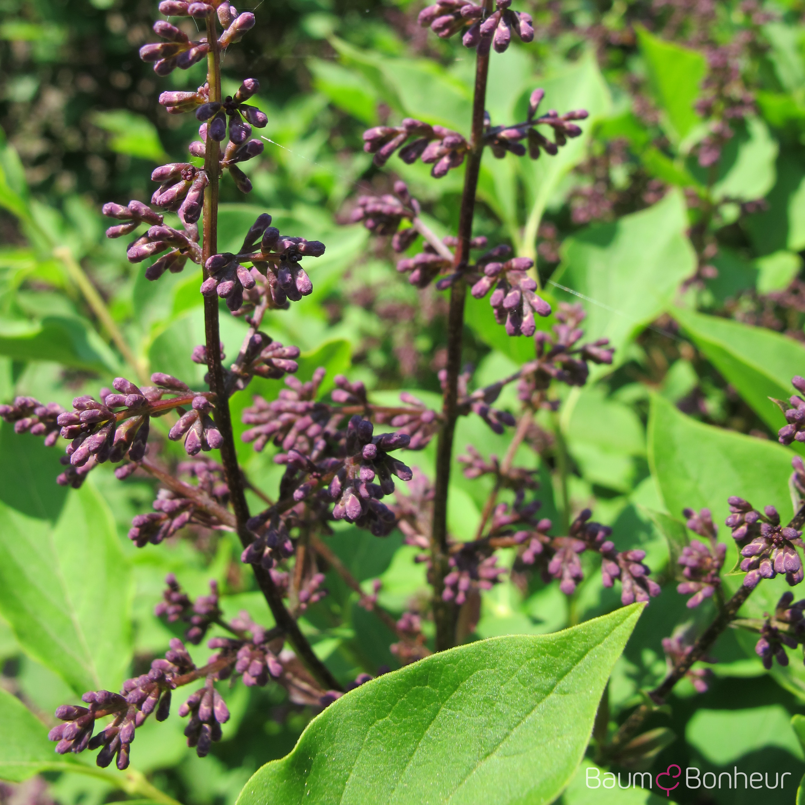 Syringa patula 'Miss Kim'