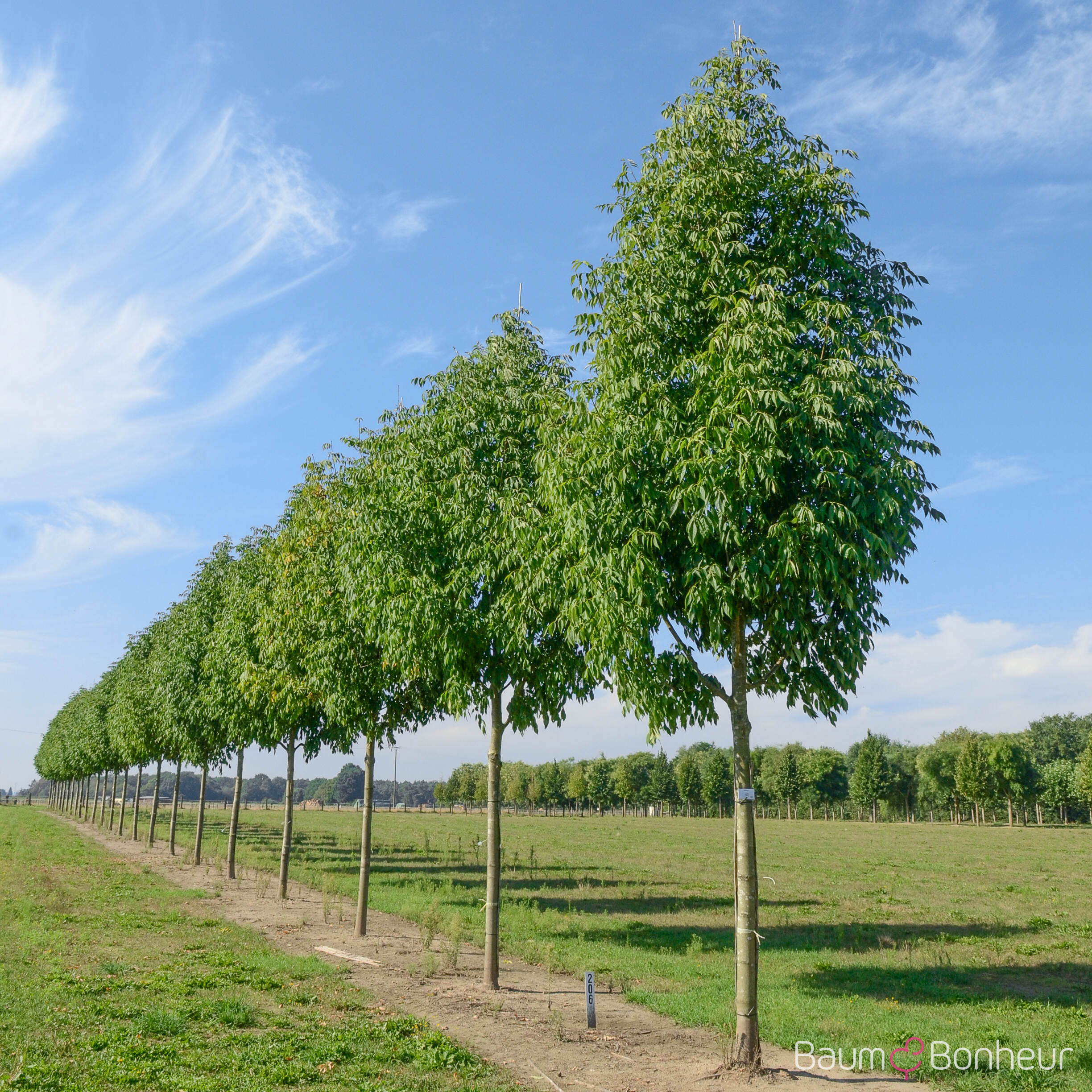 Fraxinus americana 'Skyline'