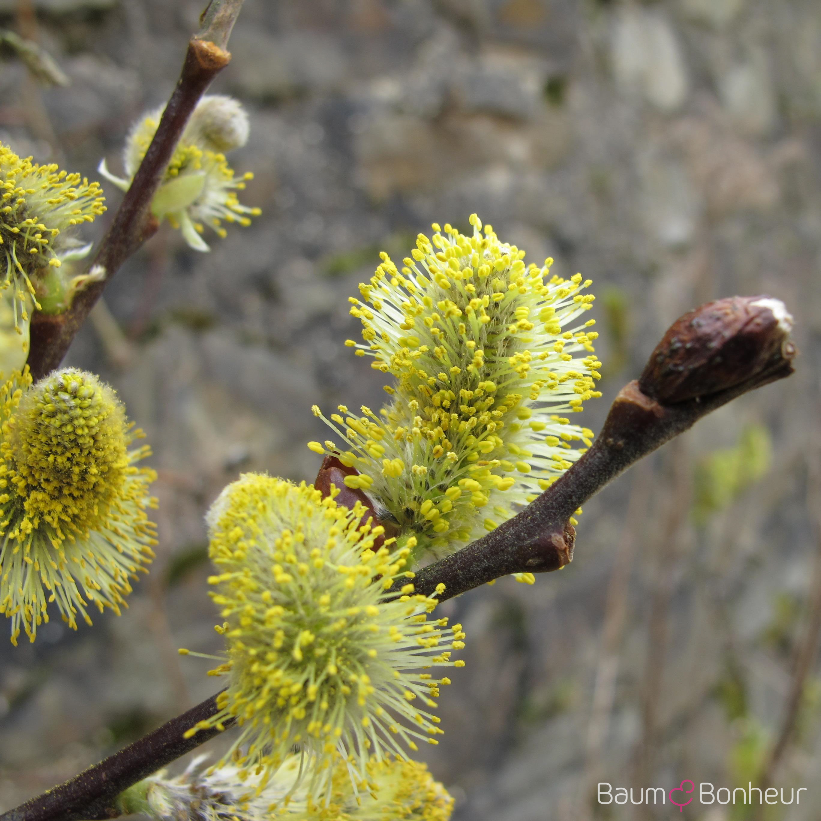 Salix aurita