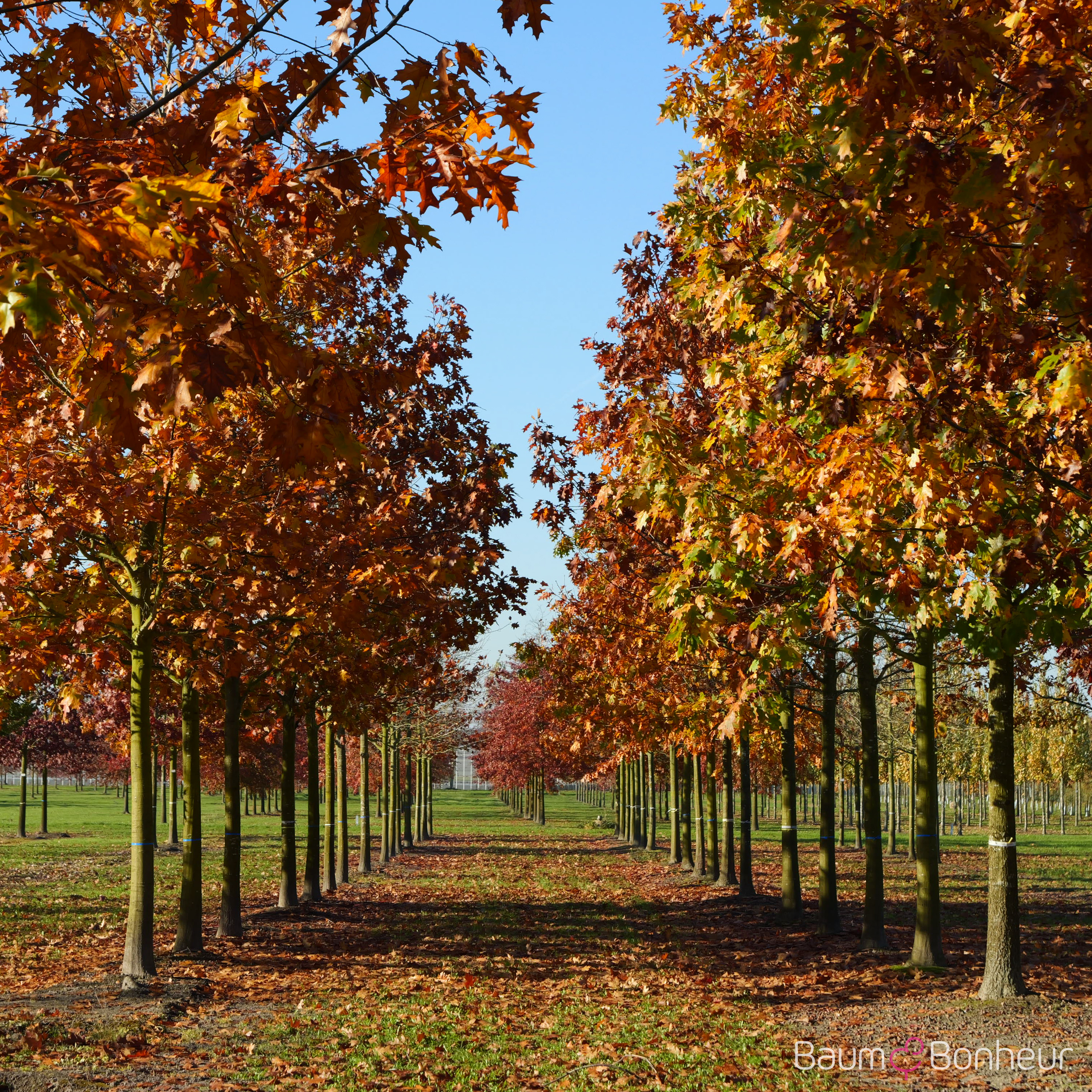 Quercus rubra