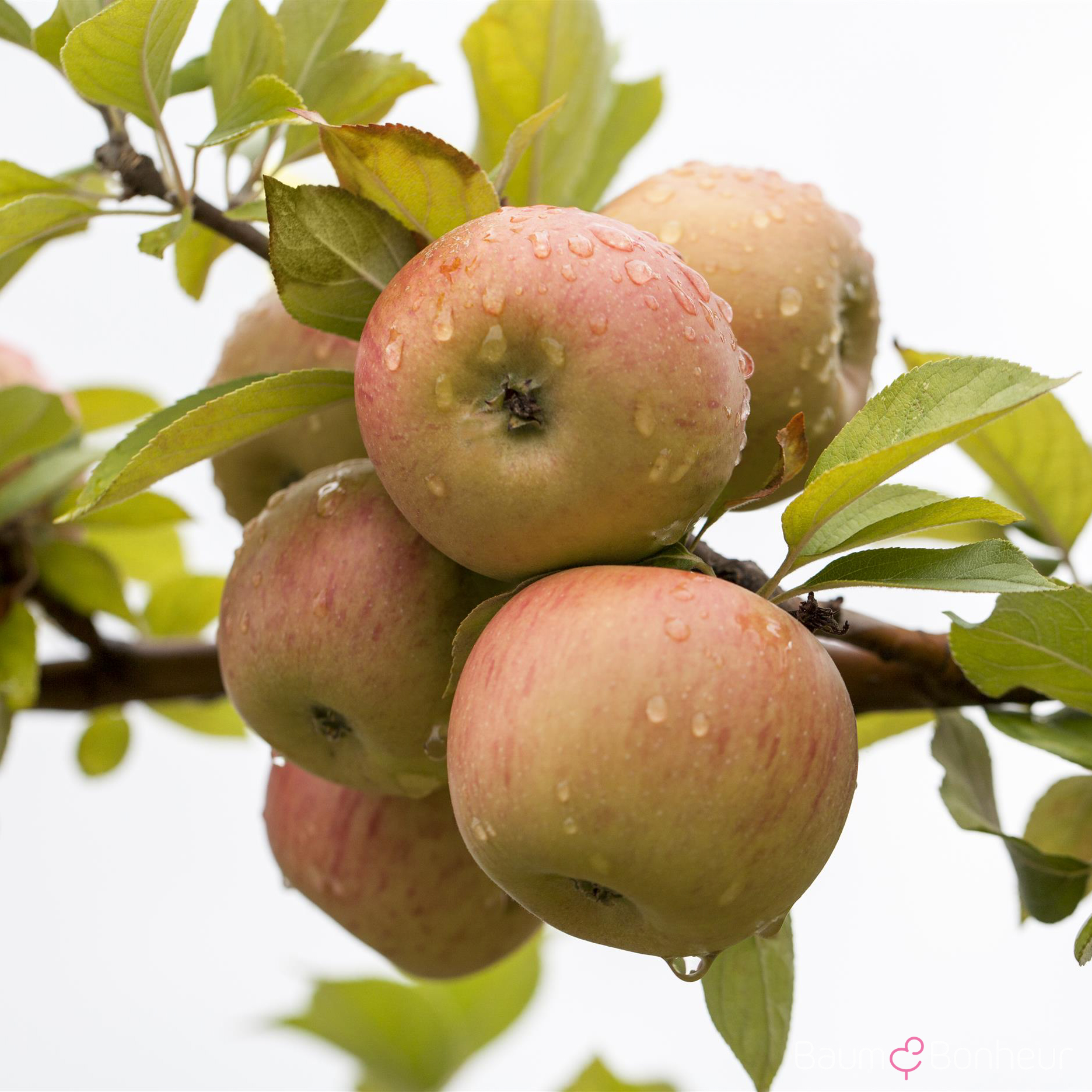 Malus 'Goldparmäne'