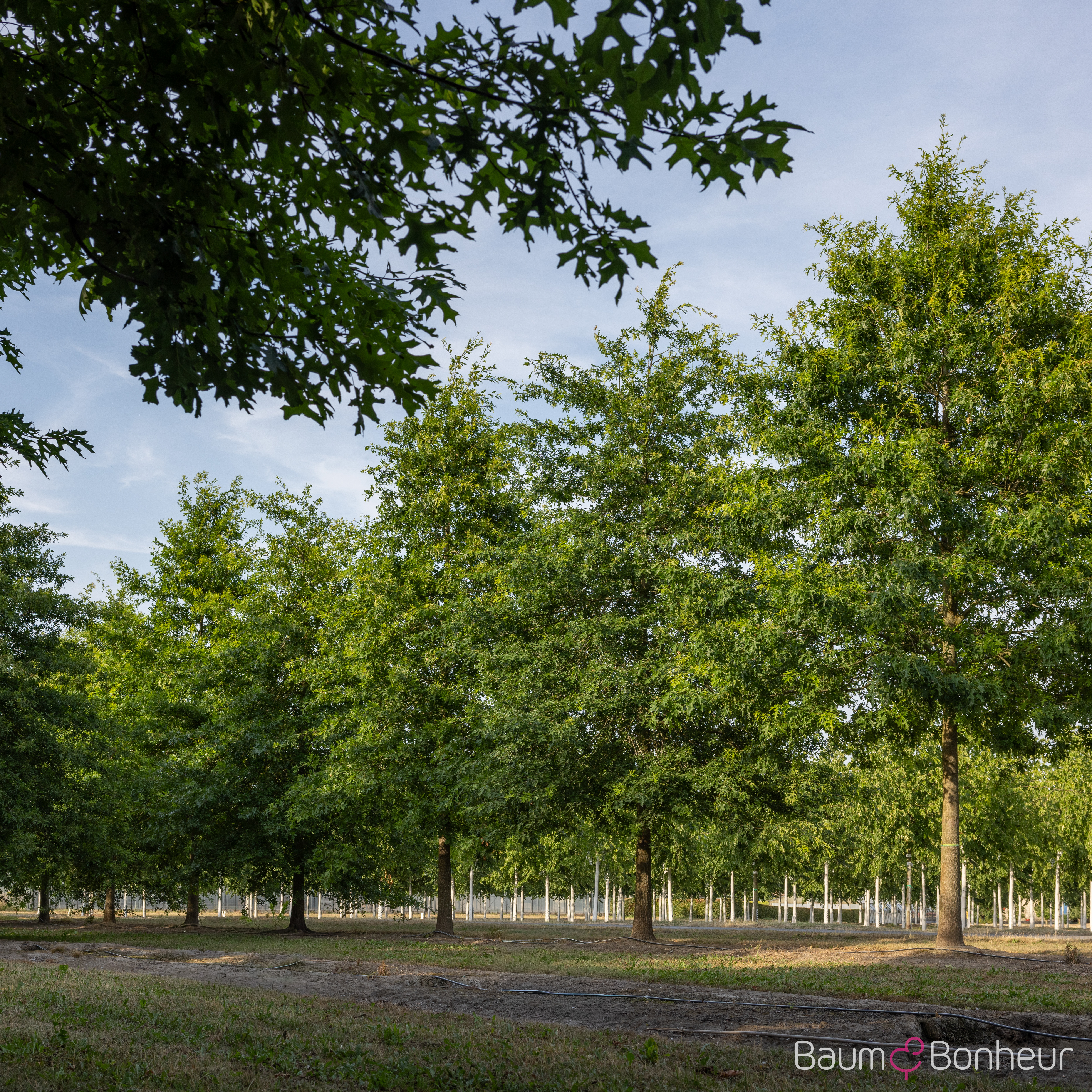 Quercus palustris