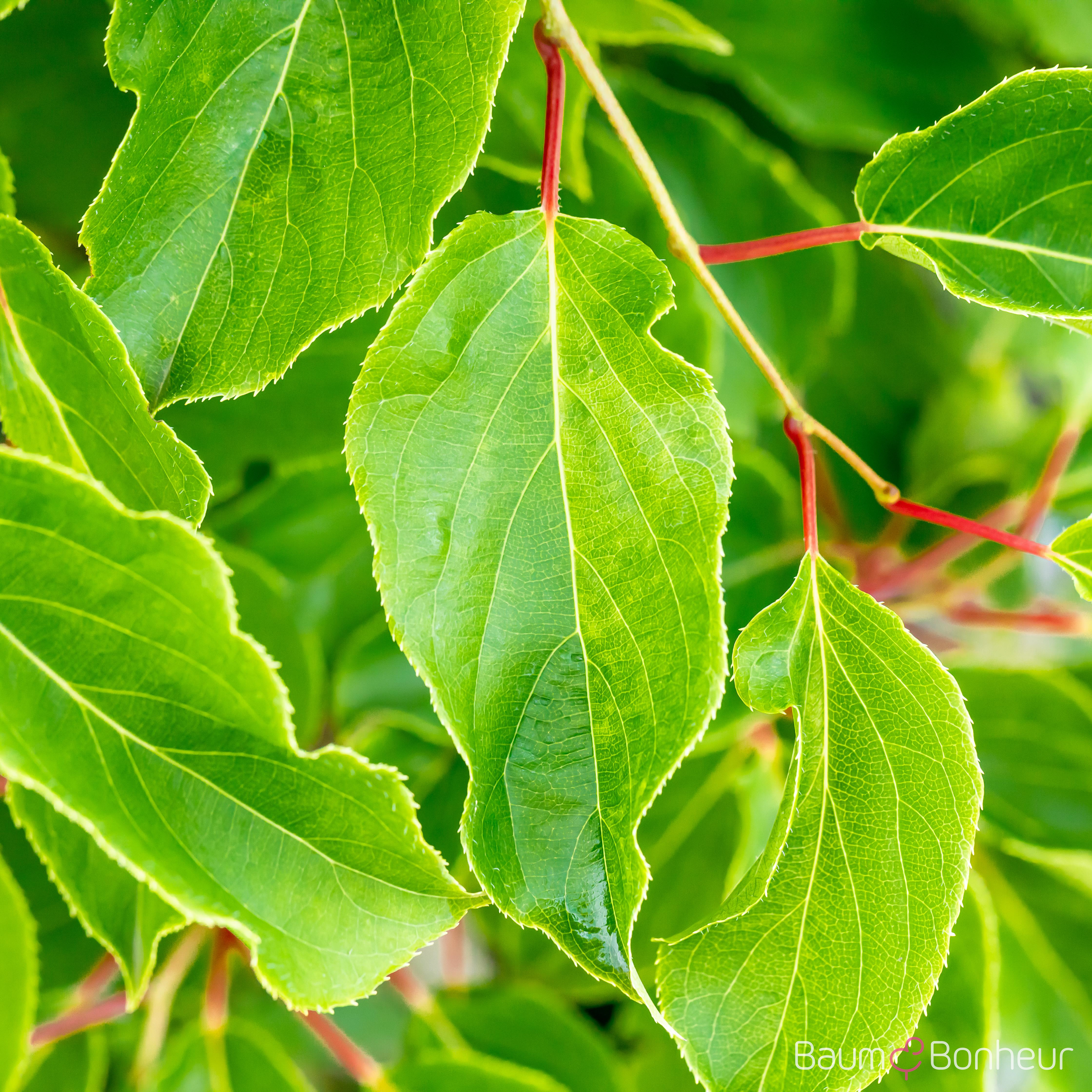 Actinidia arguta