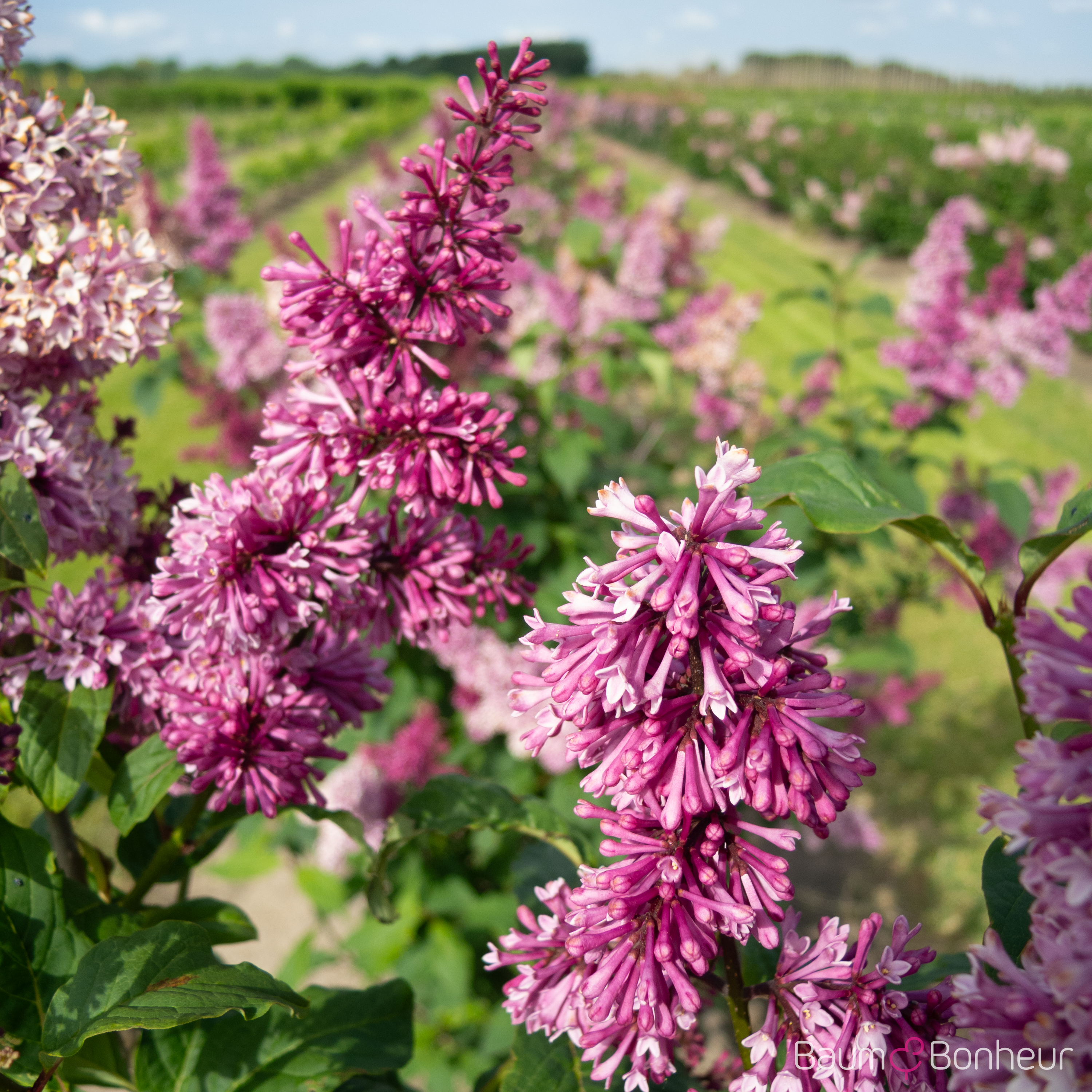 Syringa prestoniae 'Redwine'
