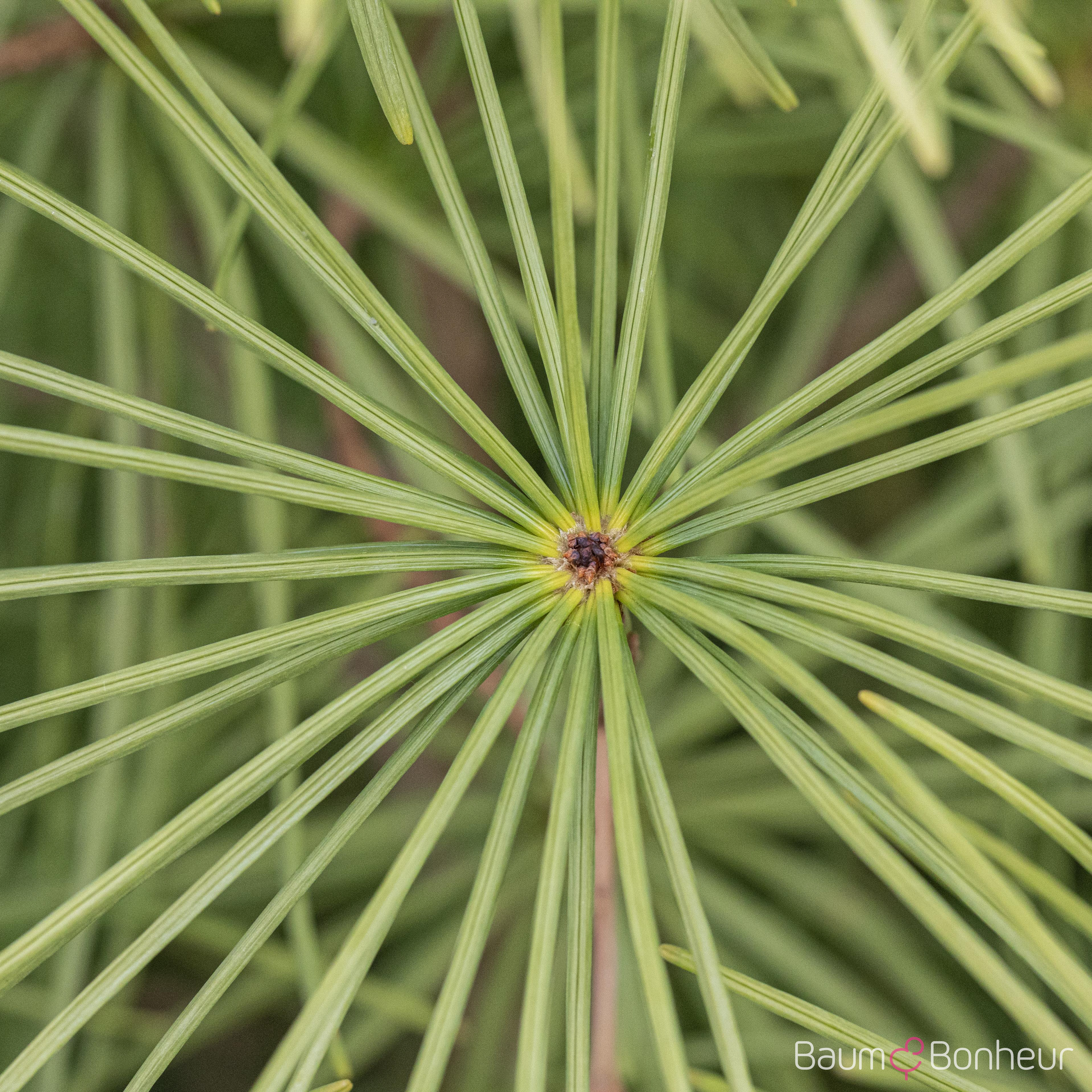 Sciadopitys verticillata