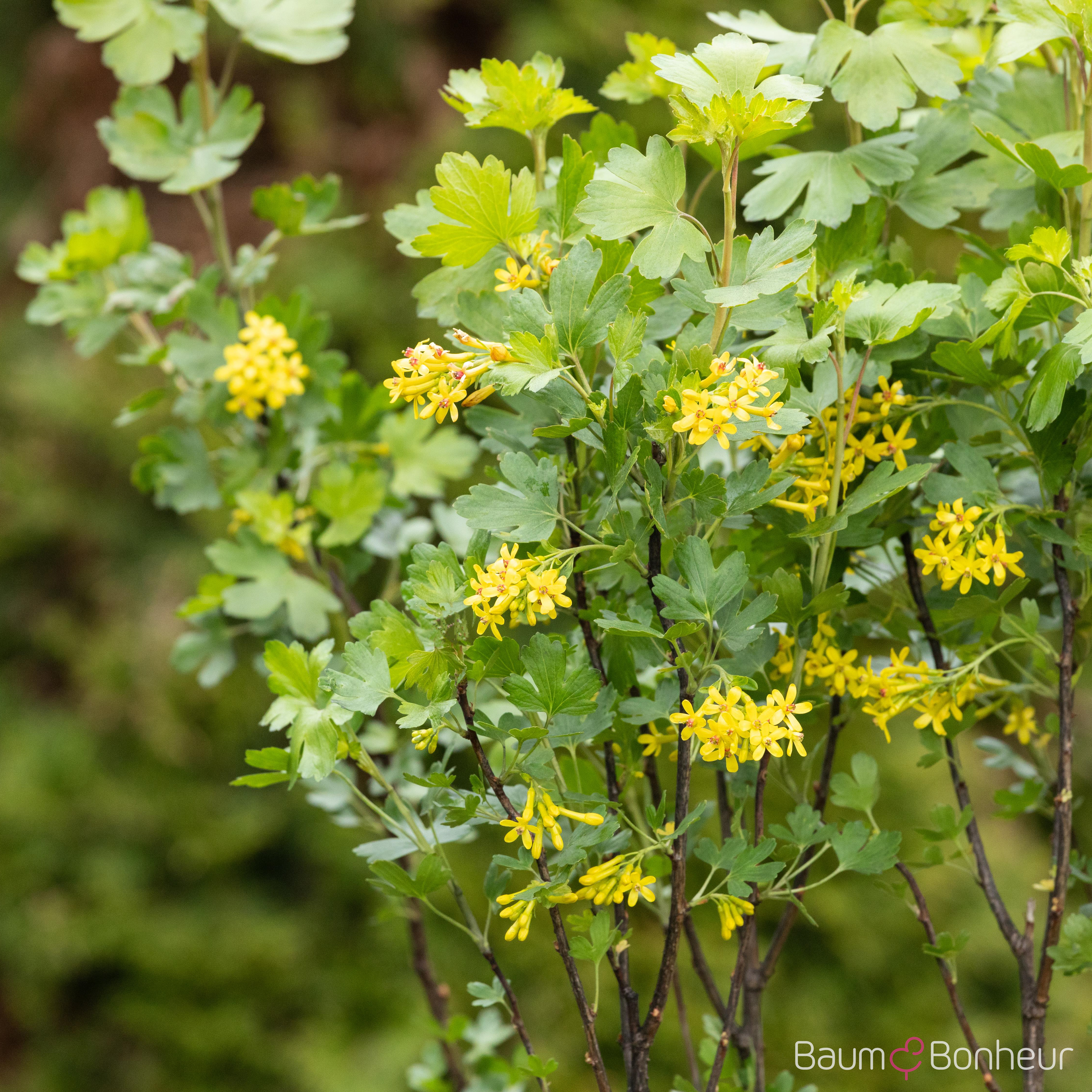 Ribes aureum