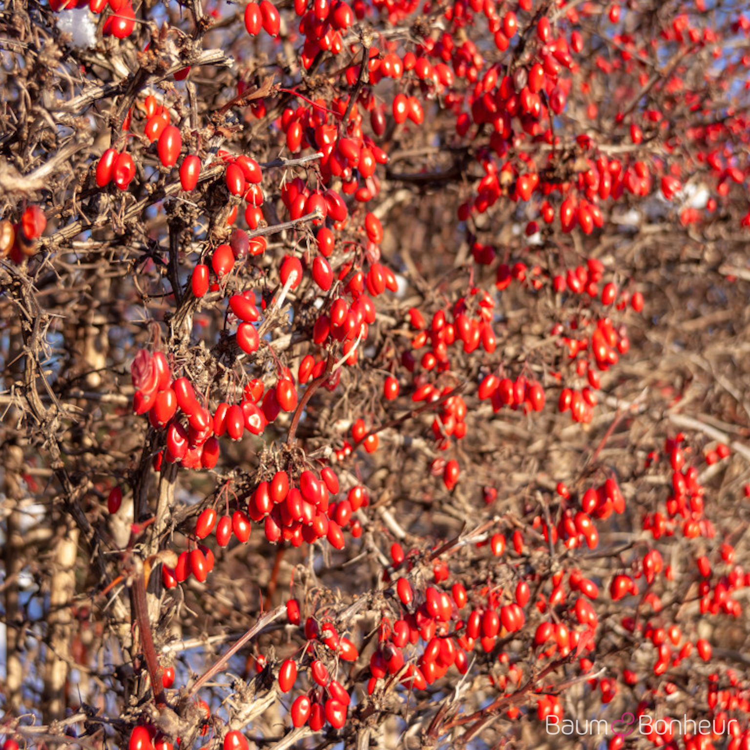 Berberis vulgaris