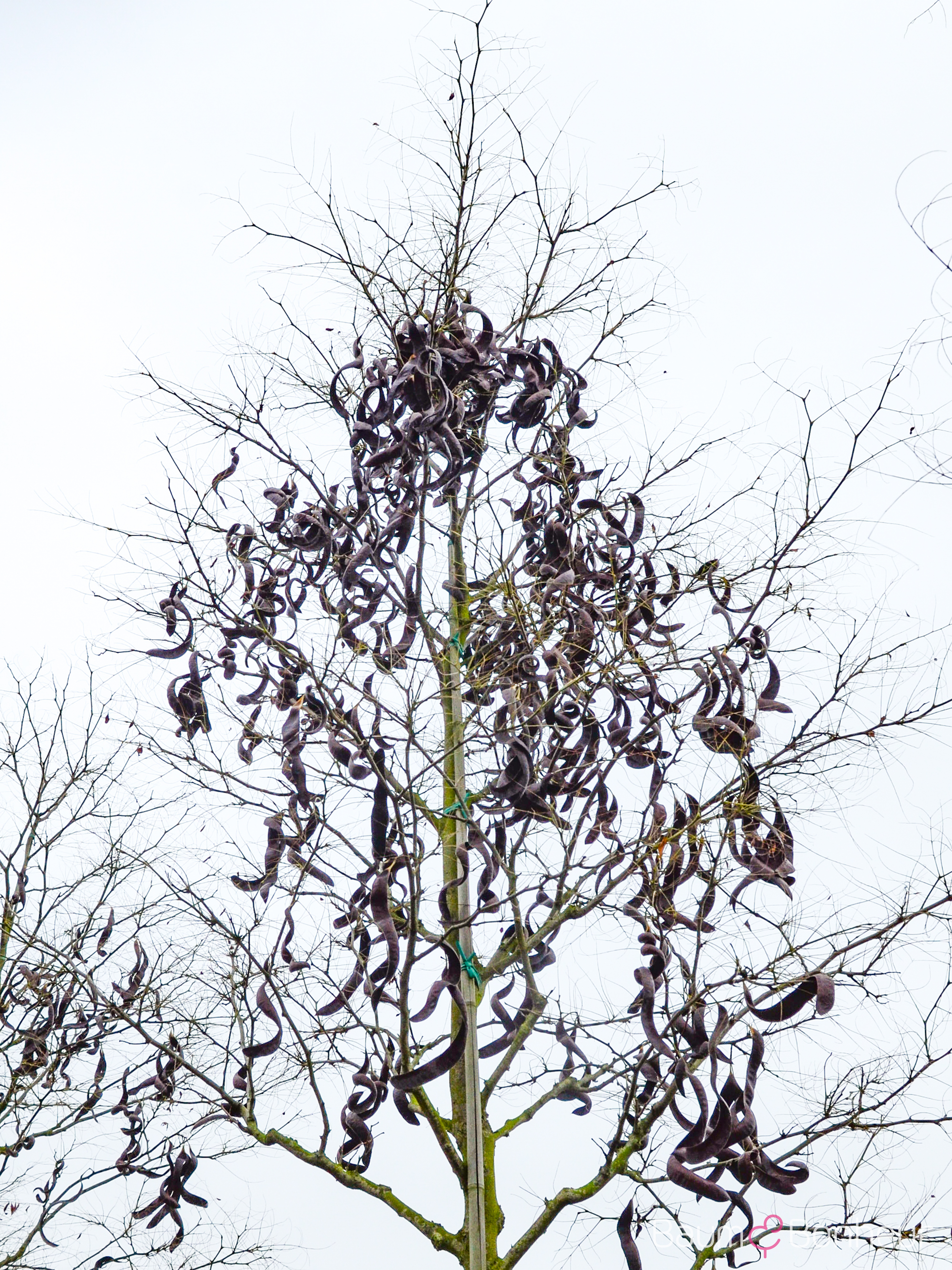 Gleditsia triacanthos 'Draves'