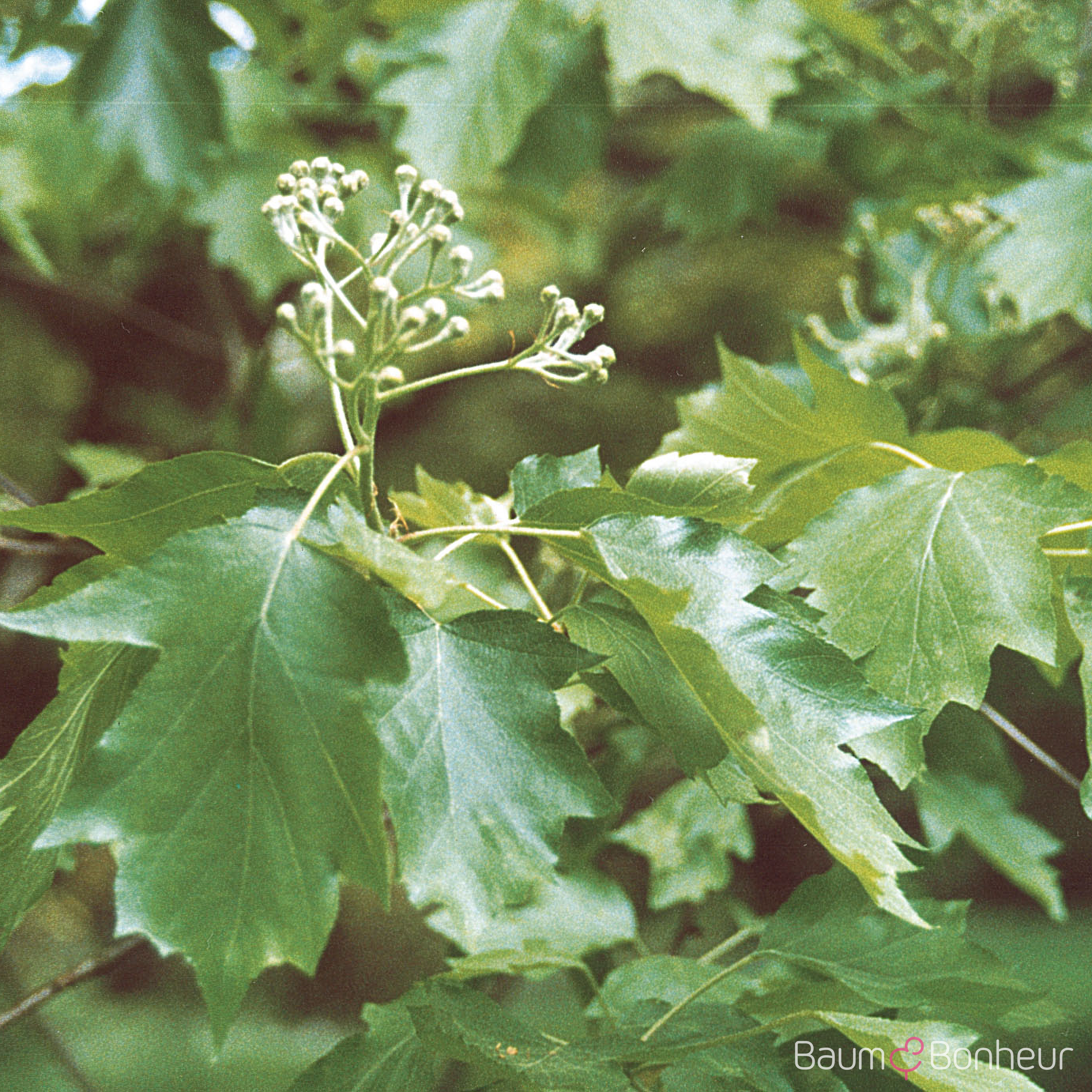 Sorbus torminalis