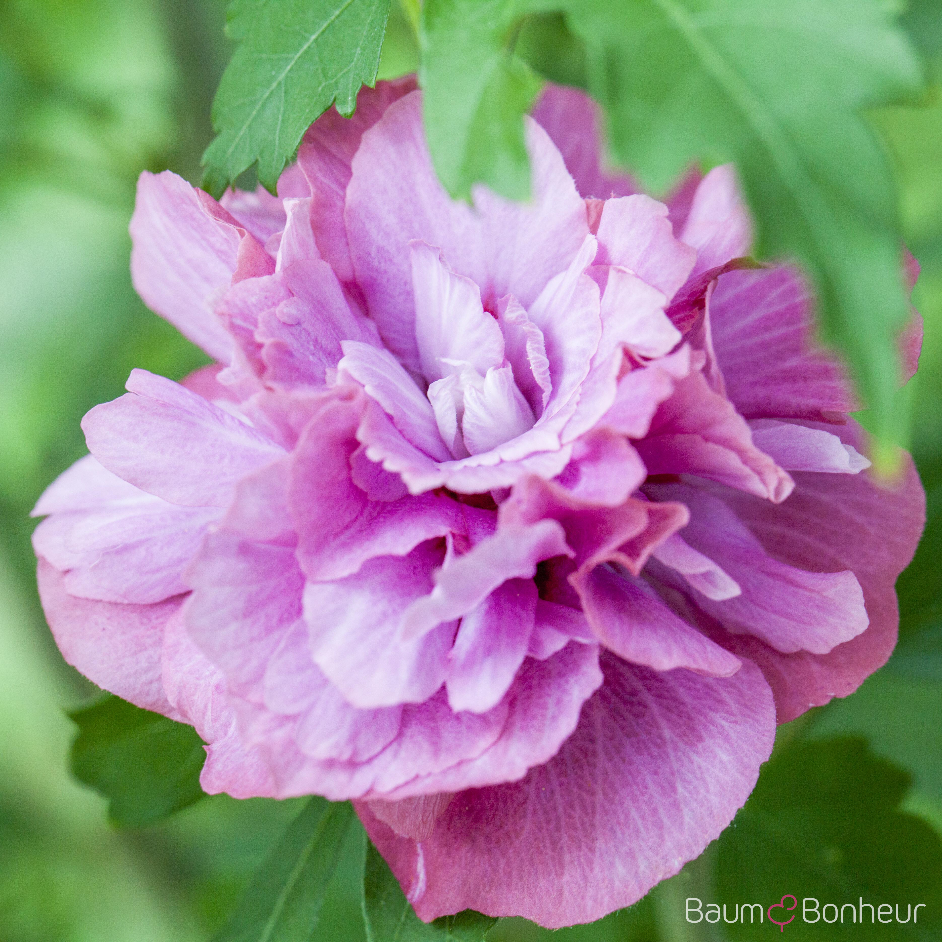 Hibiscus syriacus 'Duc de Brabant'