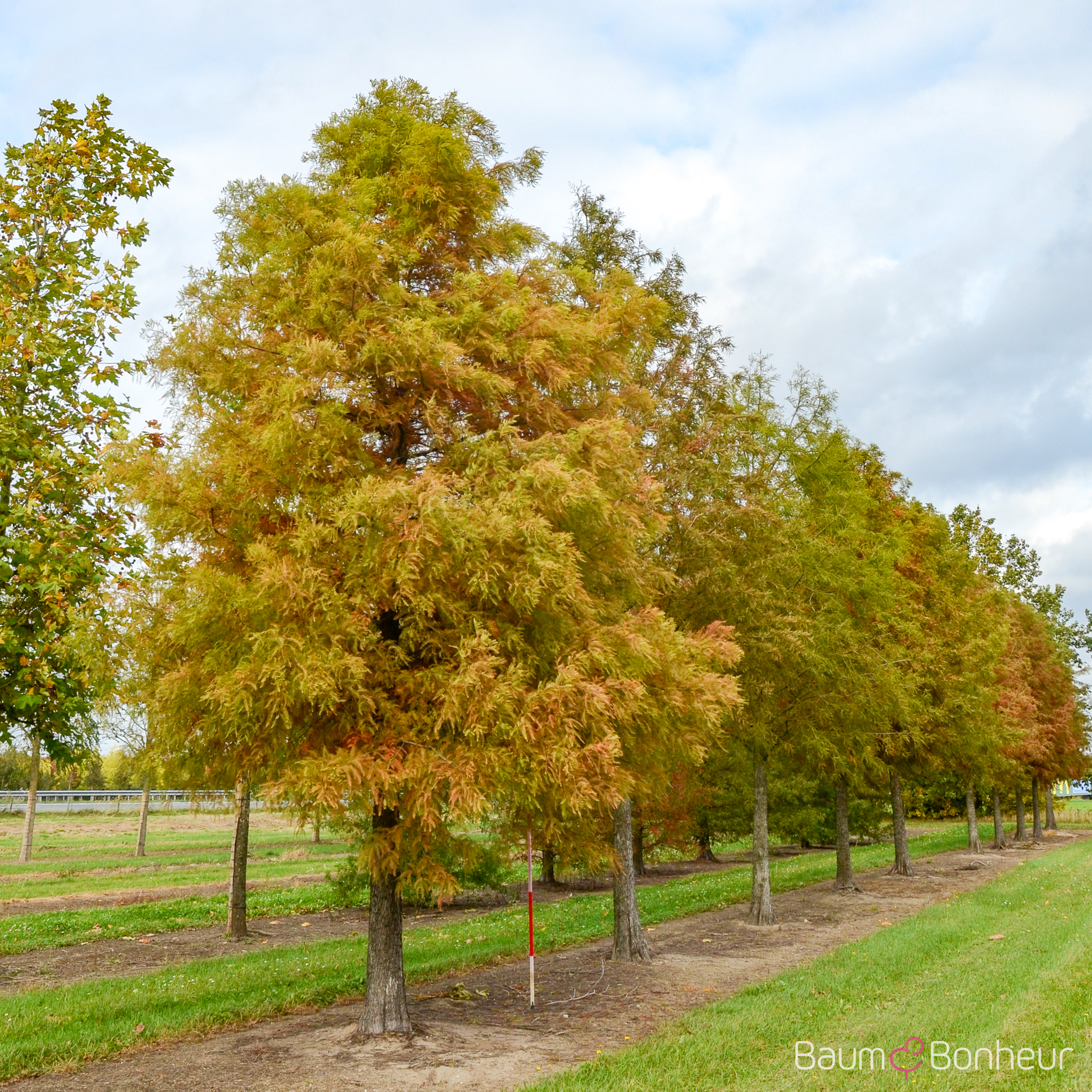 Taxodium distichum