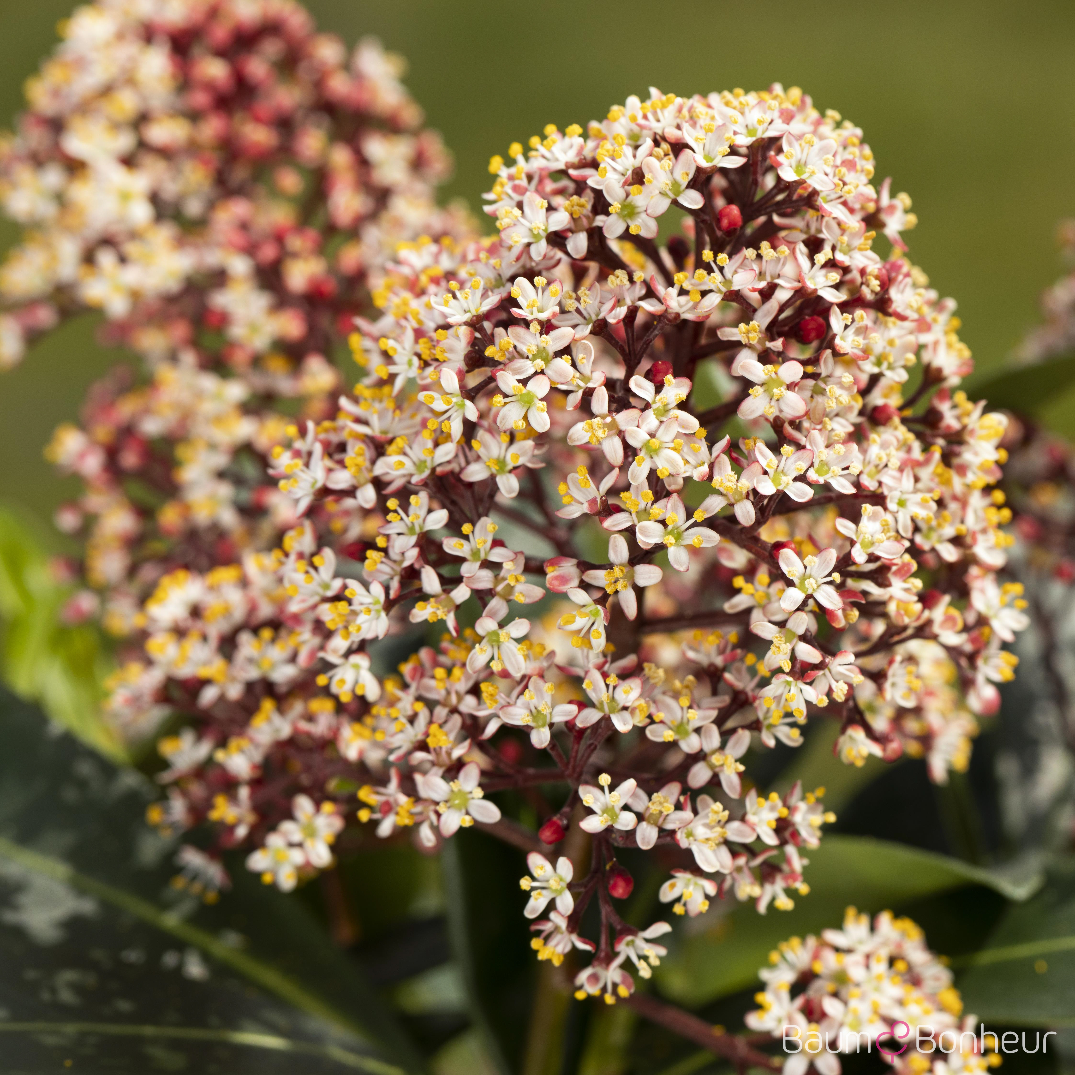 Skimmia japonica 'Rubella'