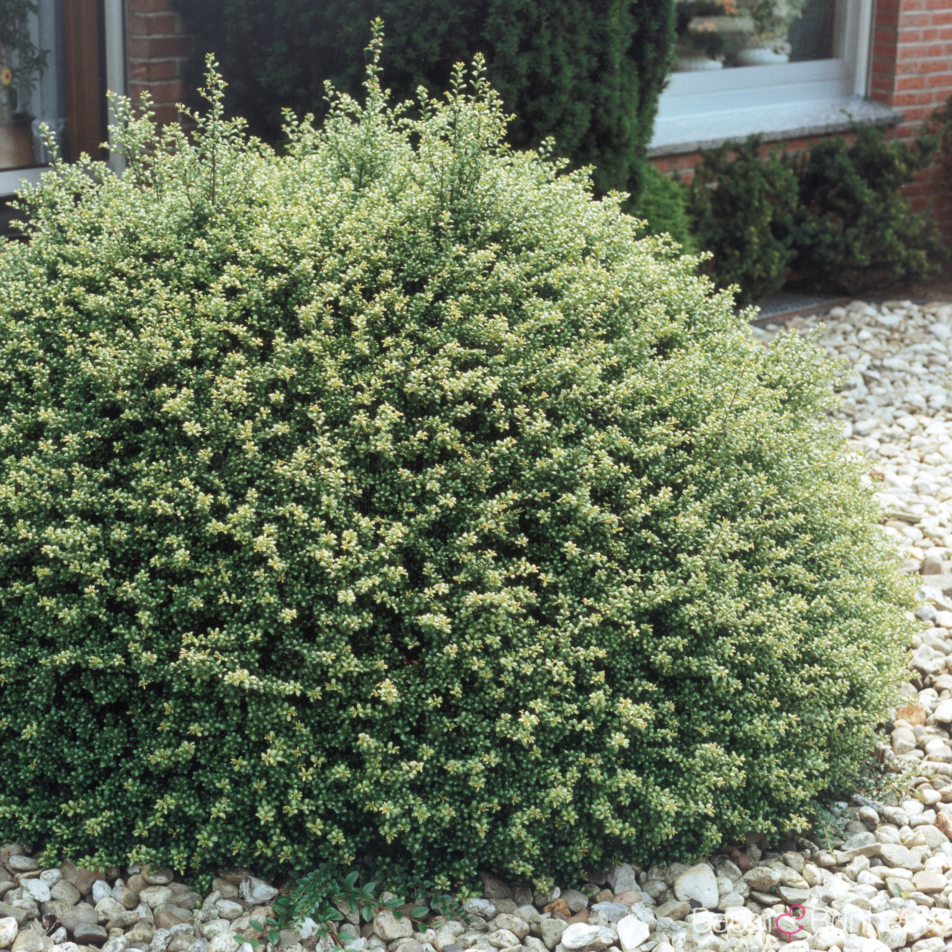 Ilex crenata 'Convexa'