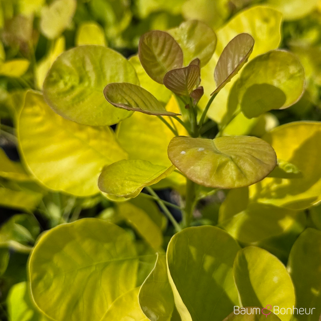 Cotinus coggygria 'Golden Spirit' -R-