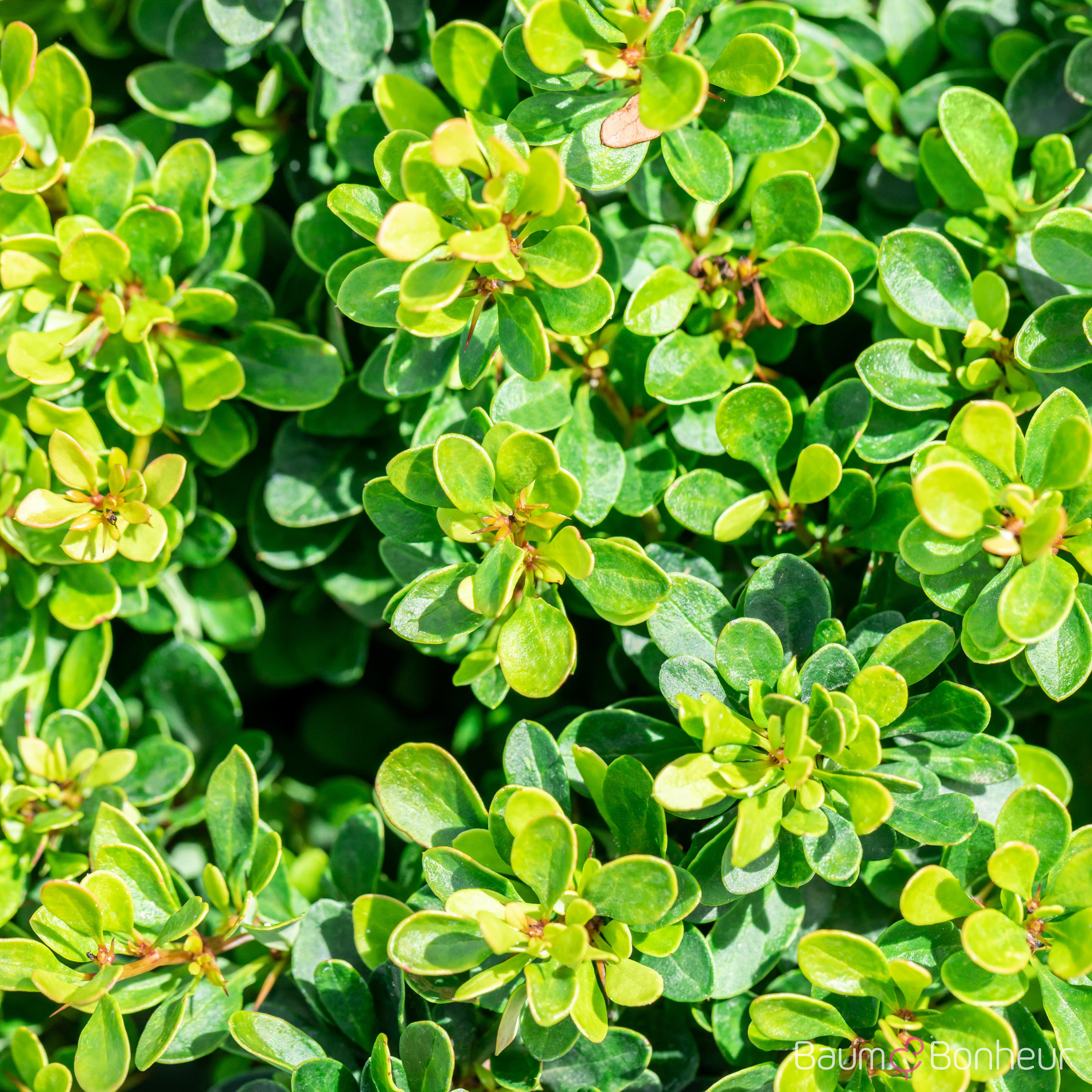 Berberis thunbergii 'Kobold'