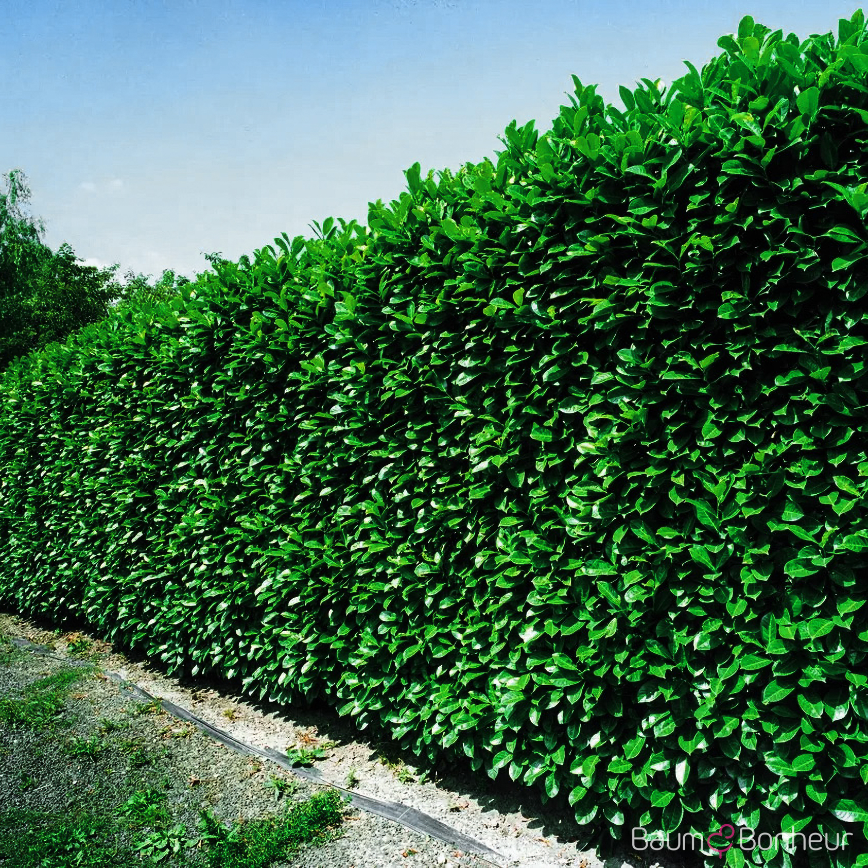 Prunus laurocerasus 'Herbergii'
