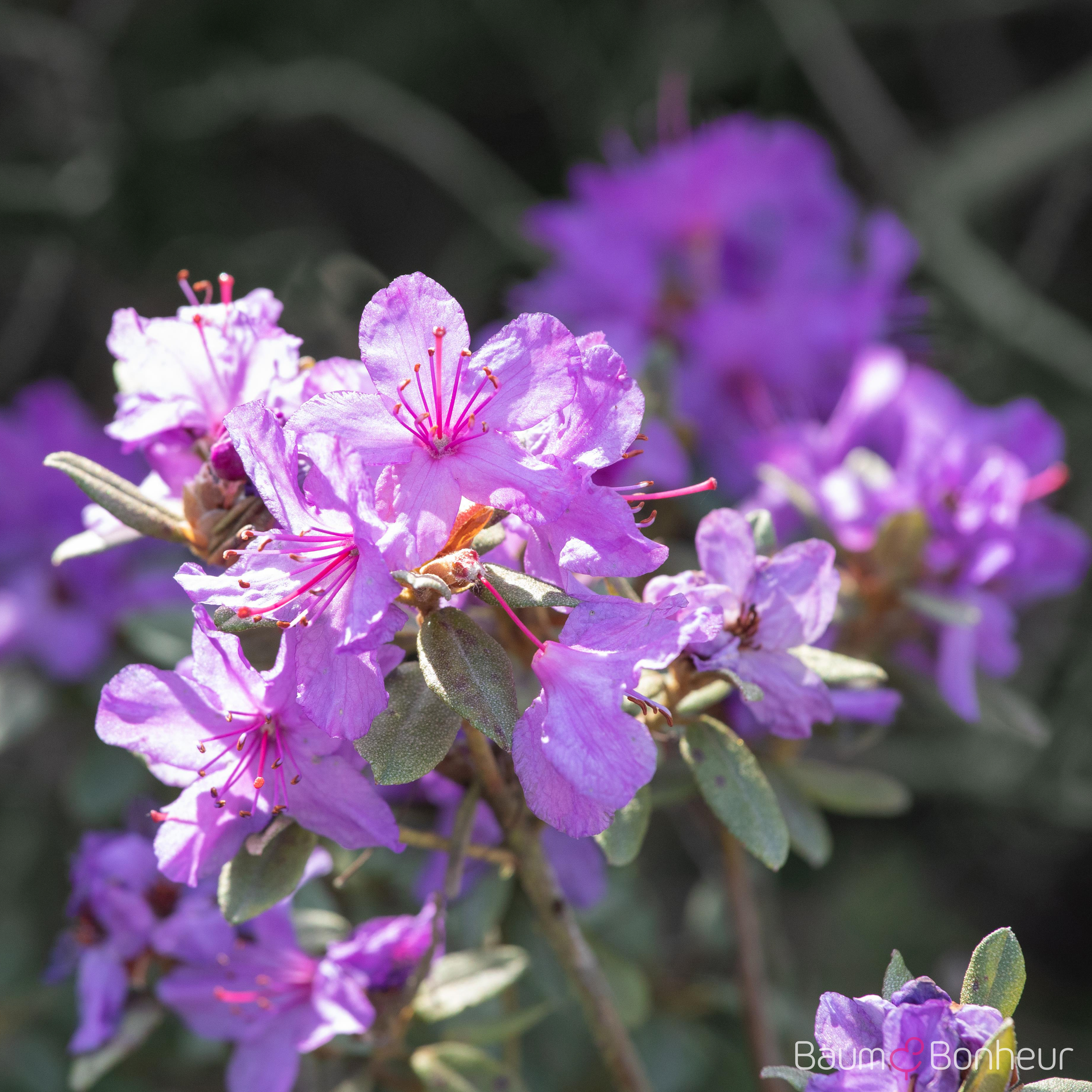 Rhododendron impeditum