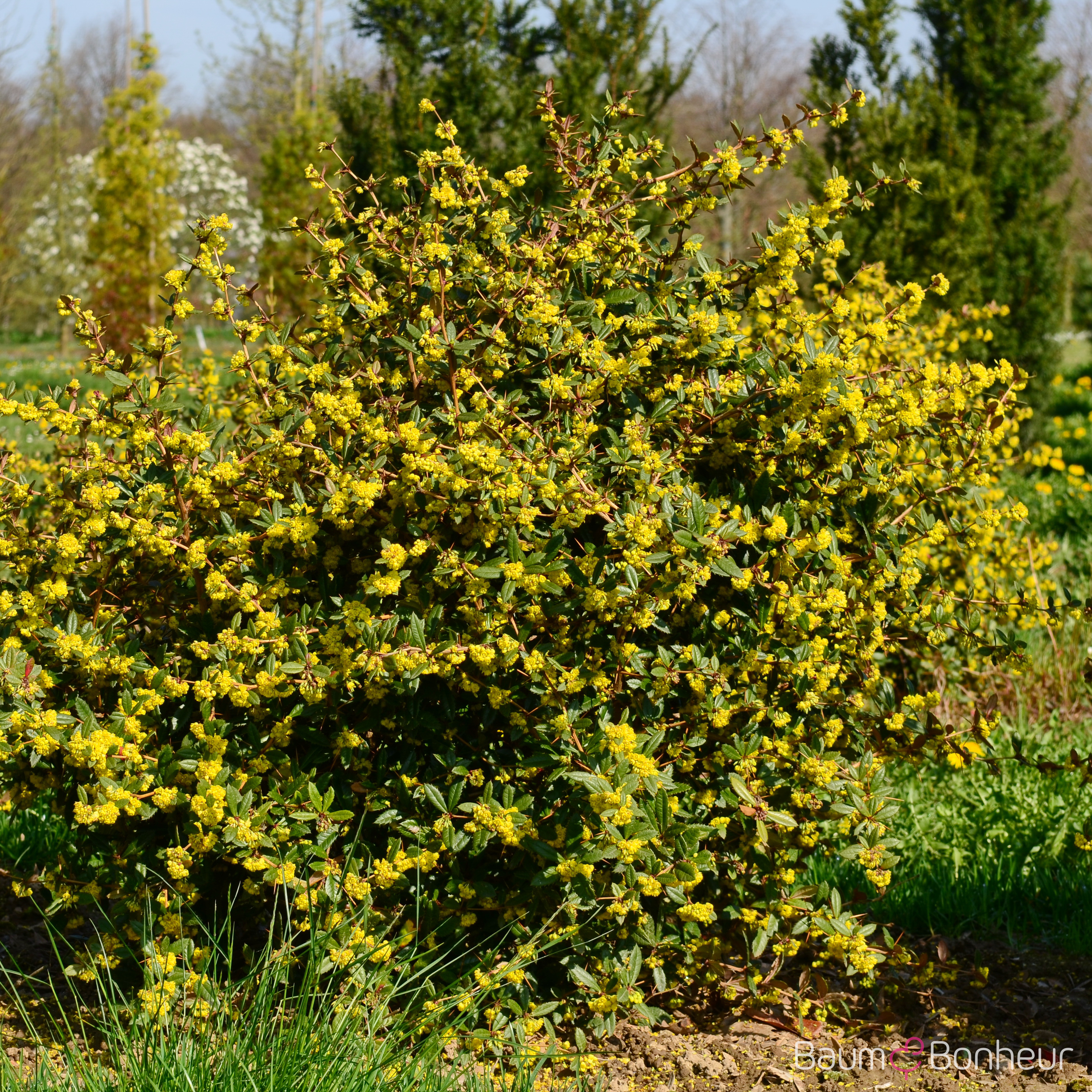 Berberis julianae