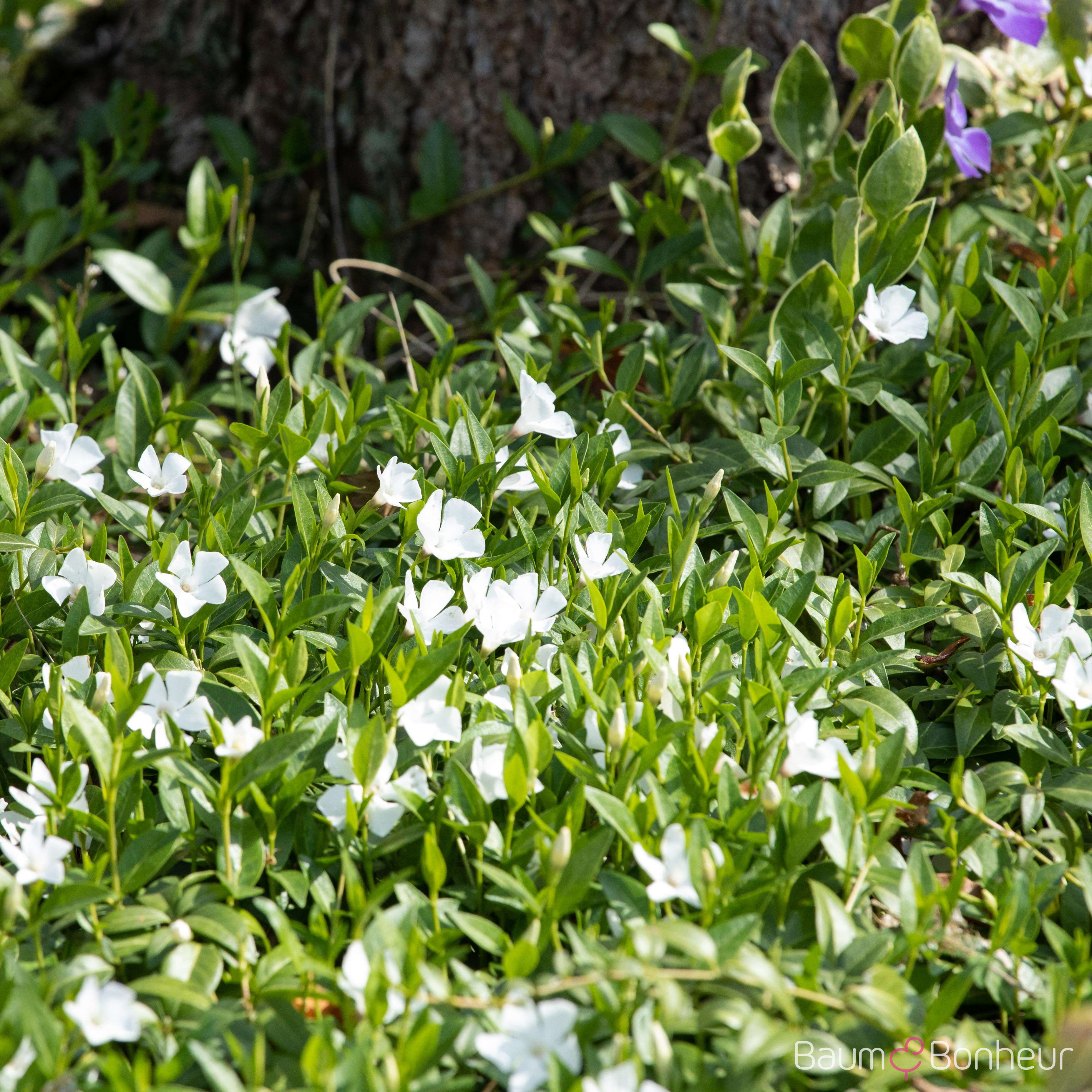 Vinca minor alba