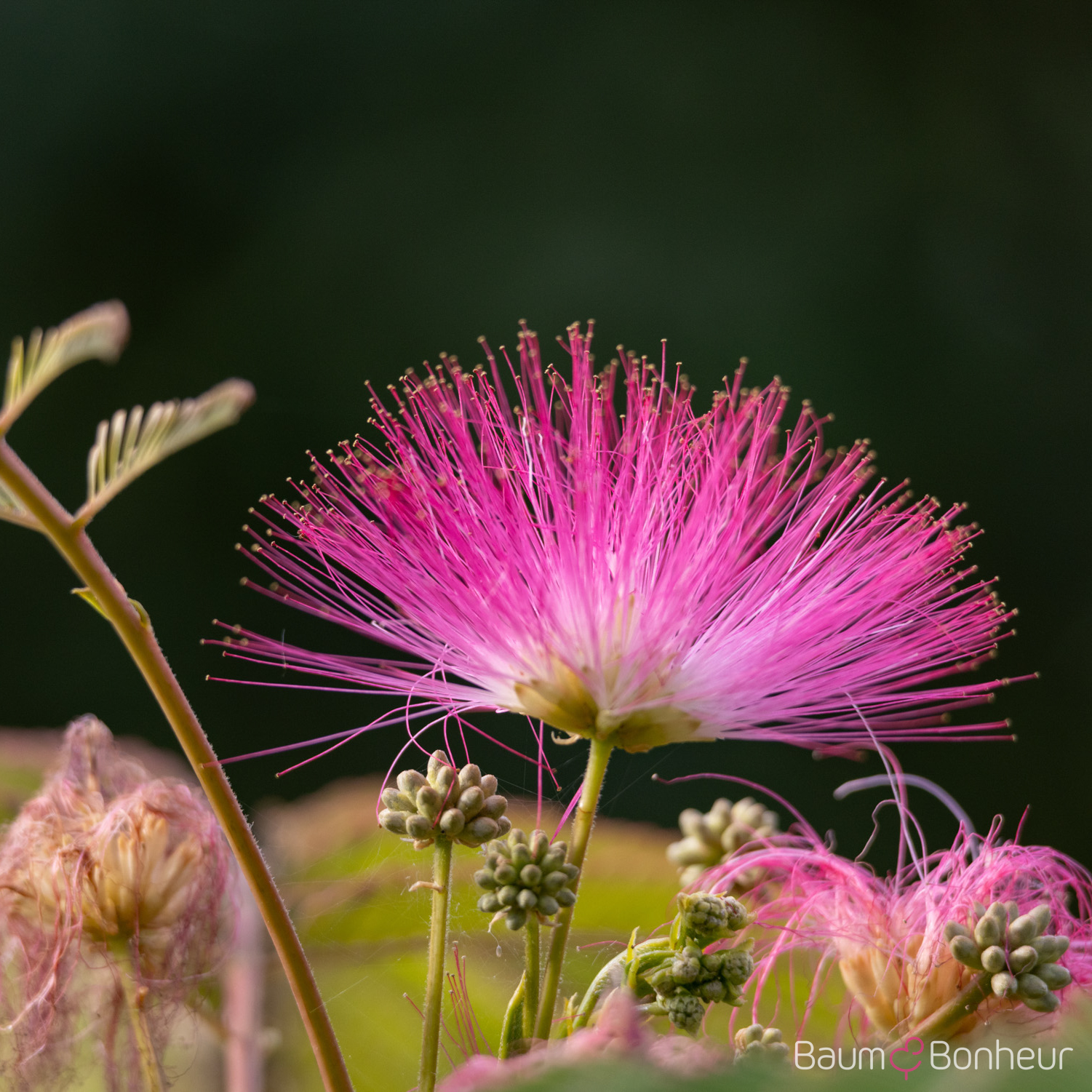 Albizia julibrissin
