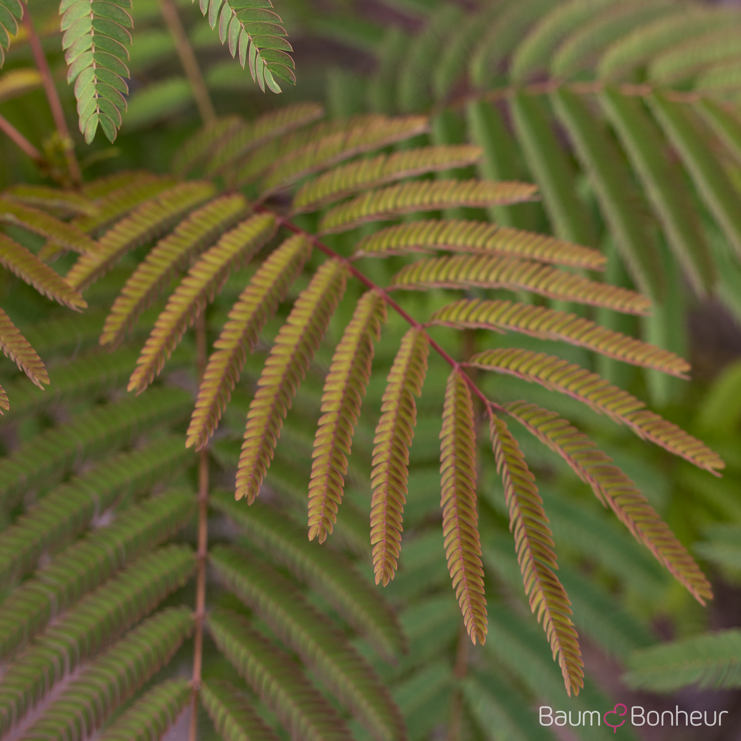 Albizia julibrissin