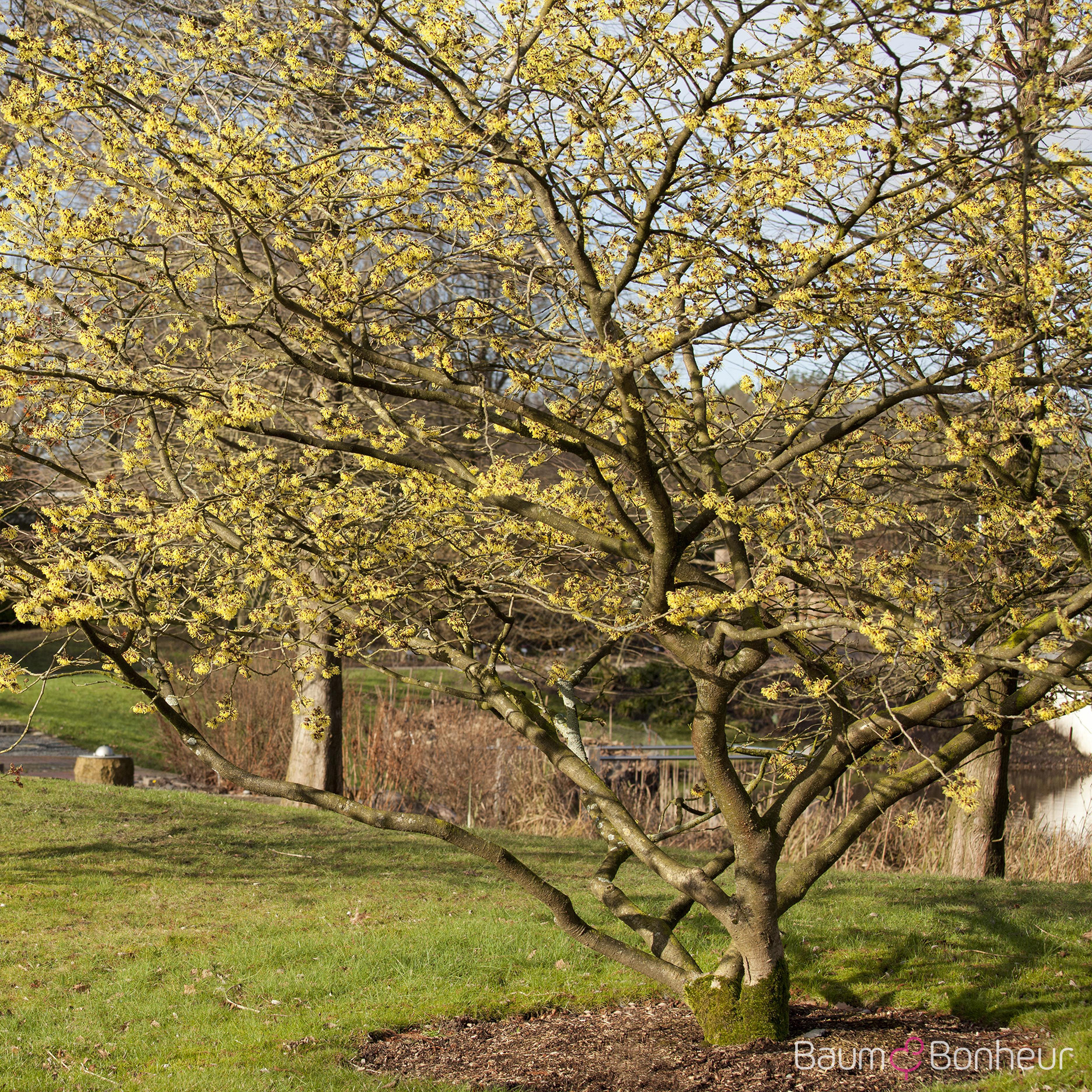 Hamamelis intermedia 'Primavera'