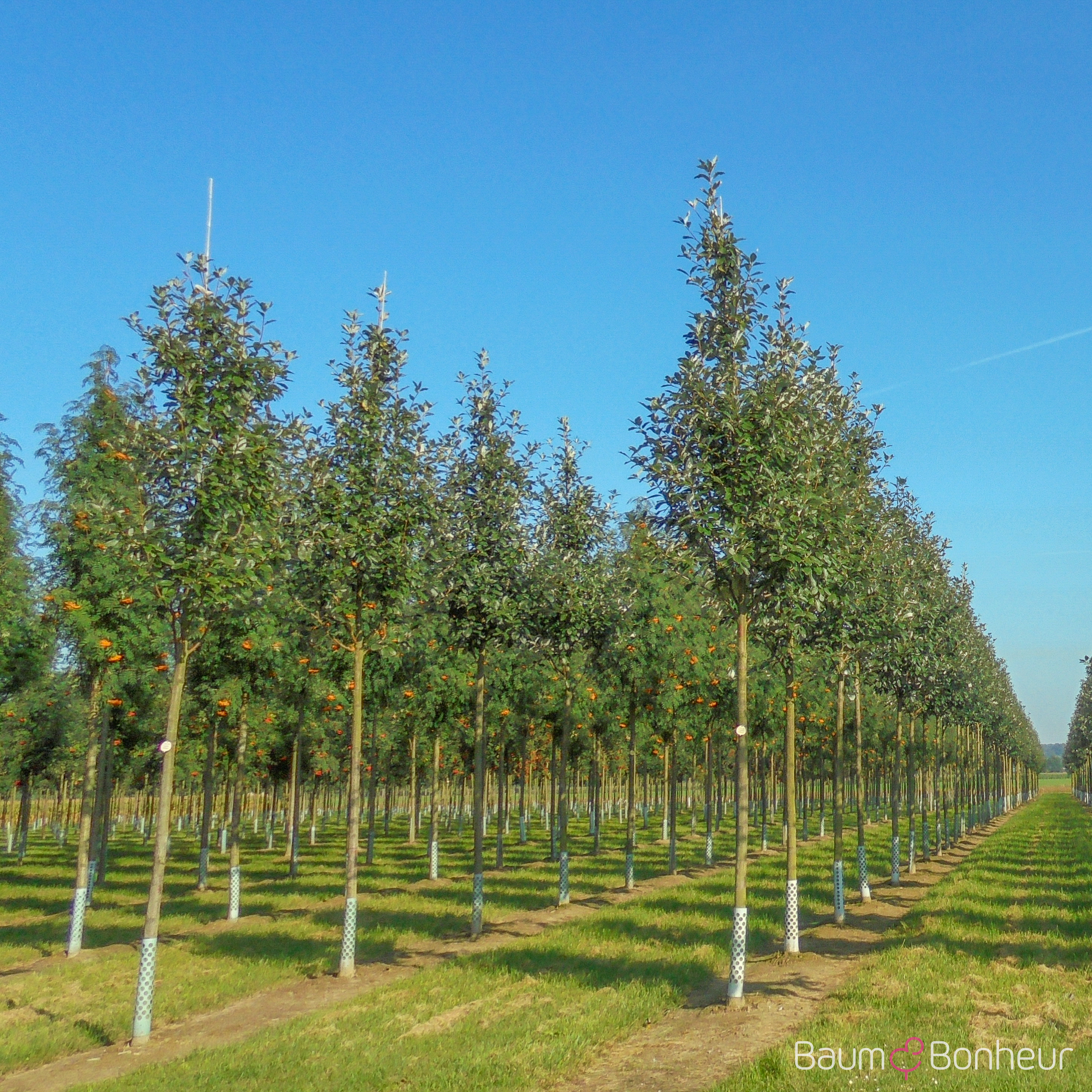 Sorbus aria