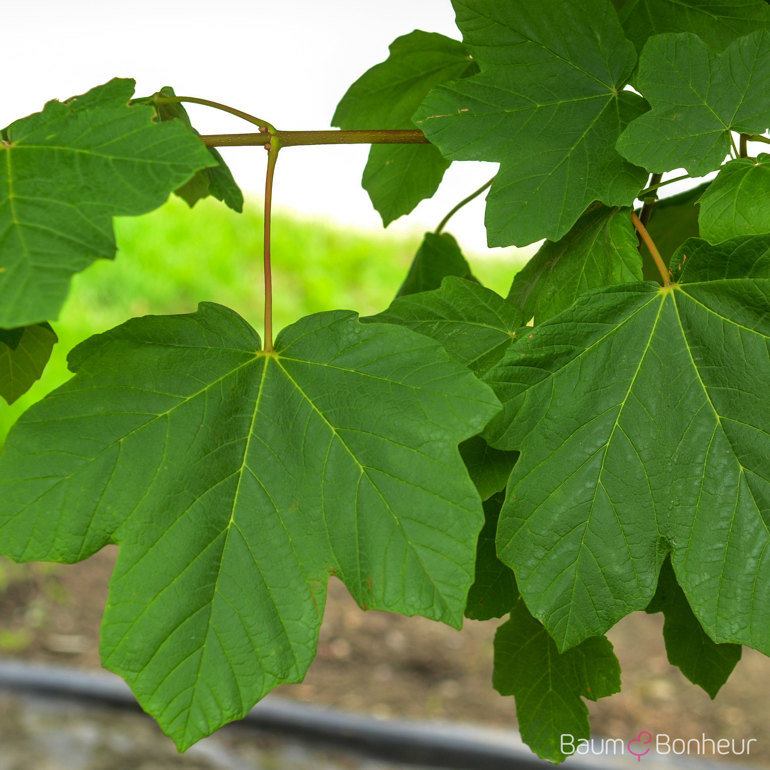 Acer opalus