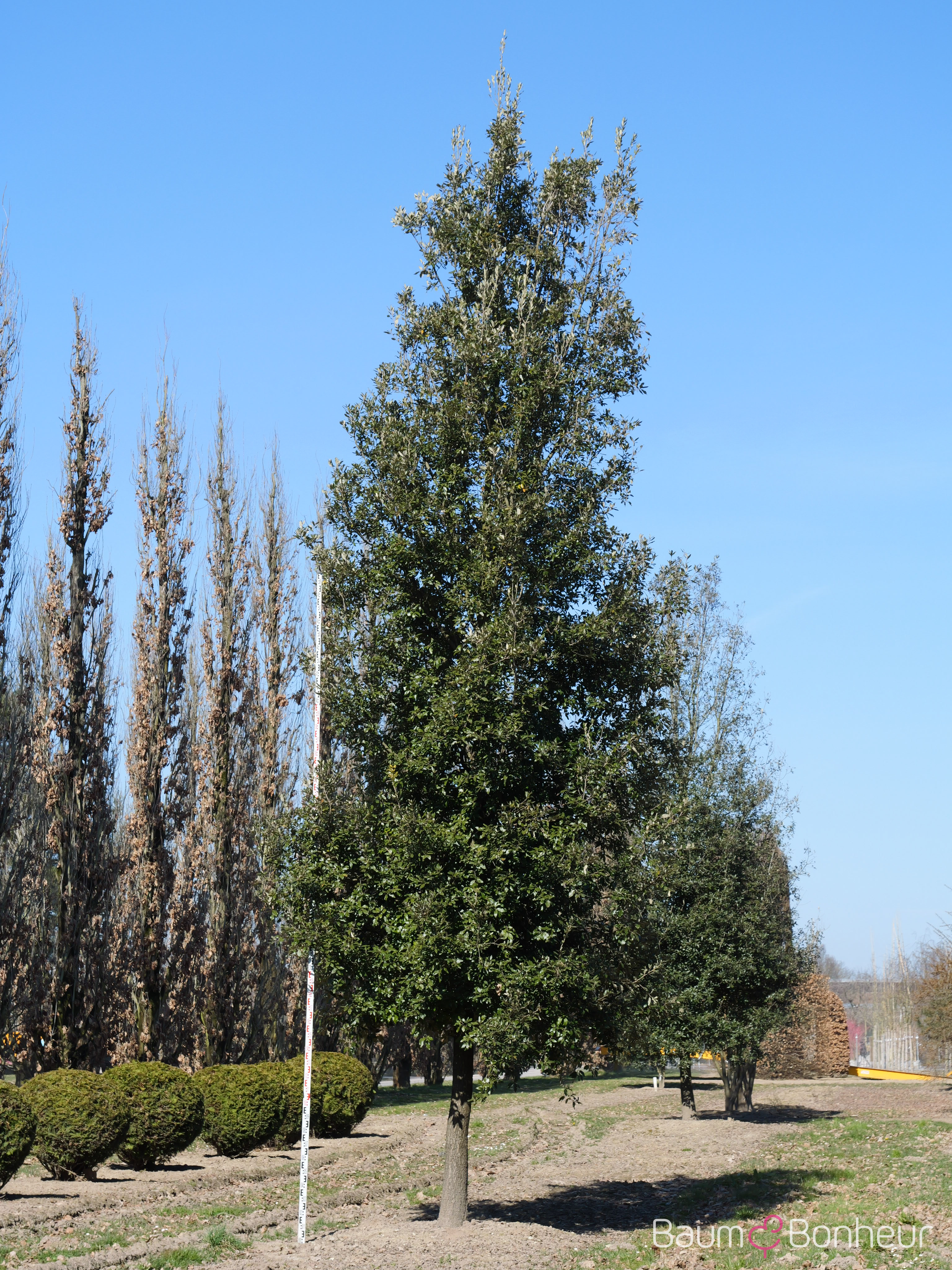 Quercus ilex