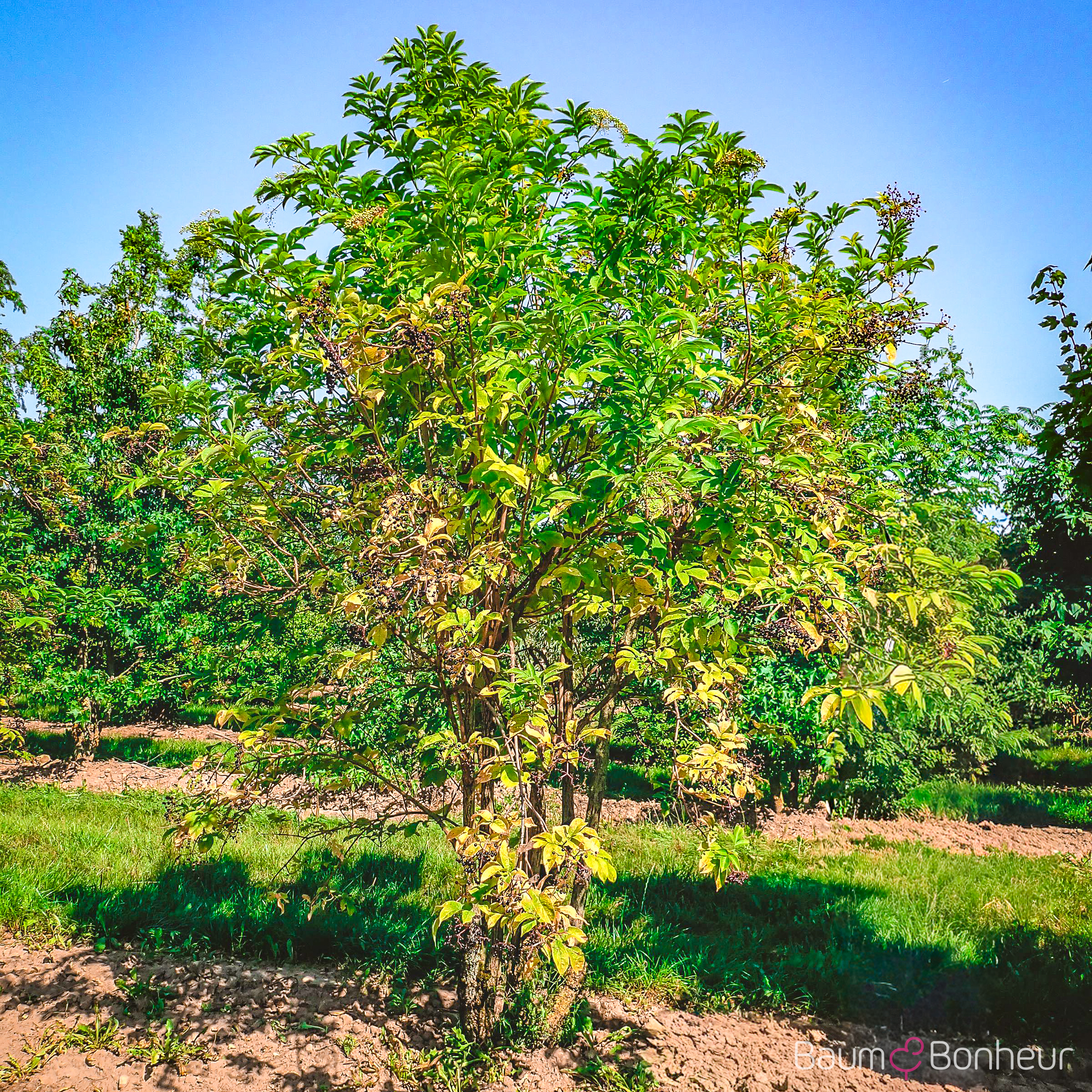 Sambucus canadensis 'Aurea'