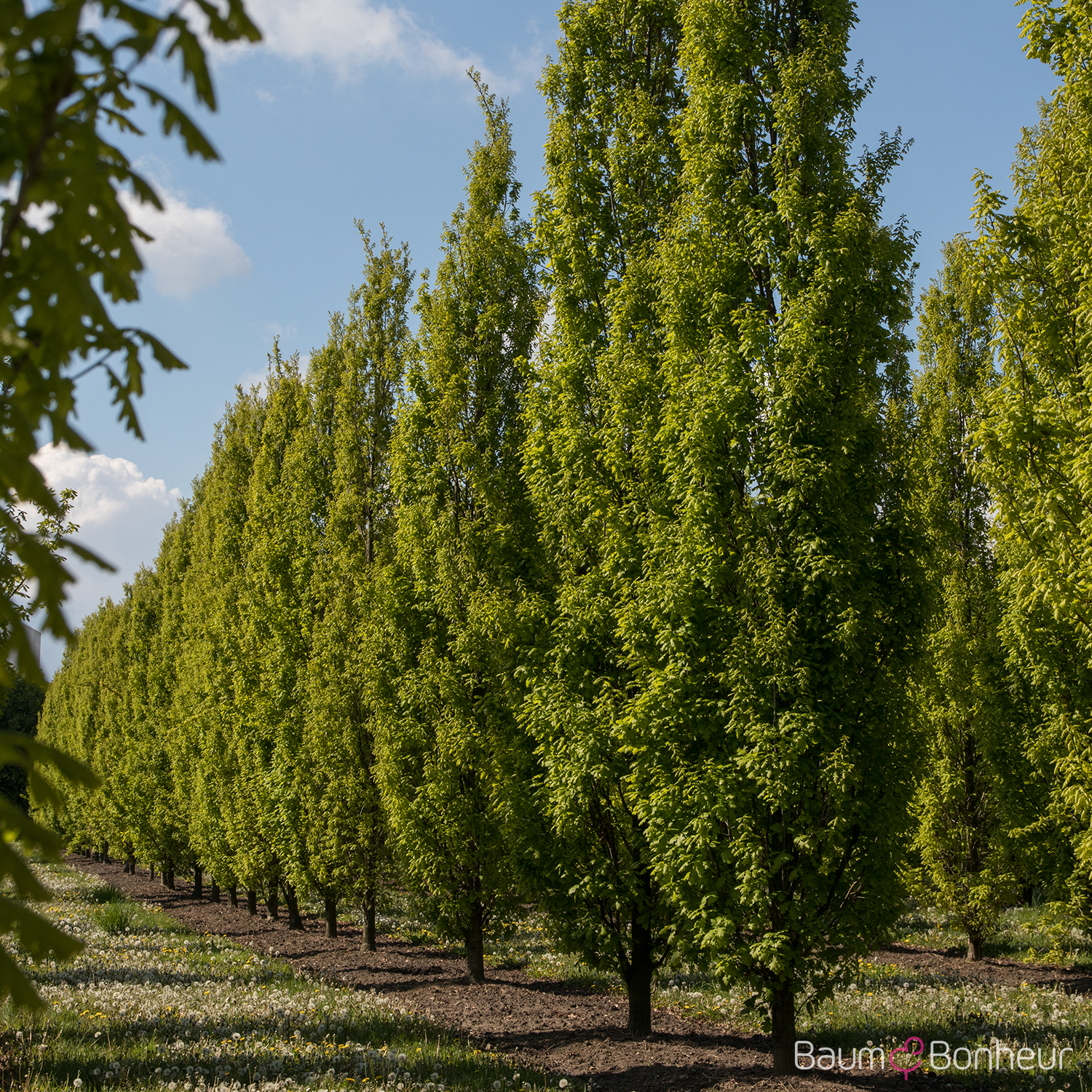 Quercus robur 'Fastigiata Koster'