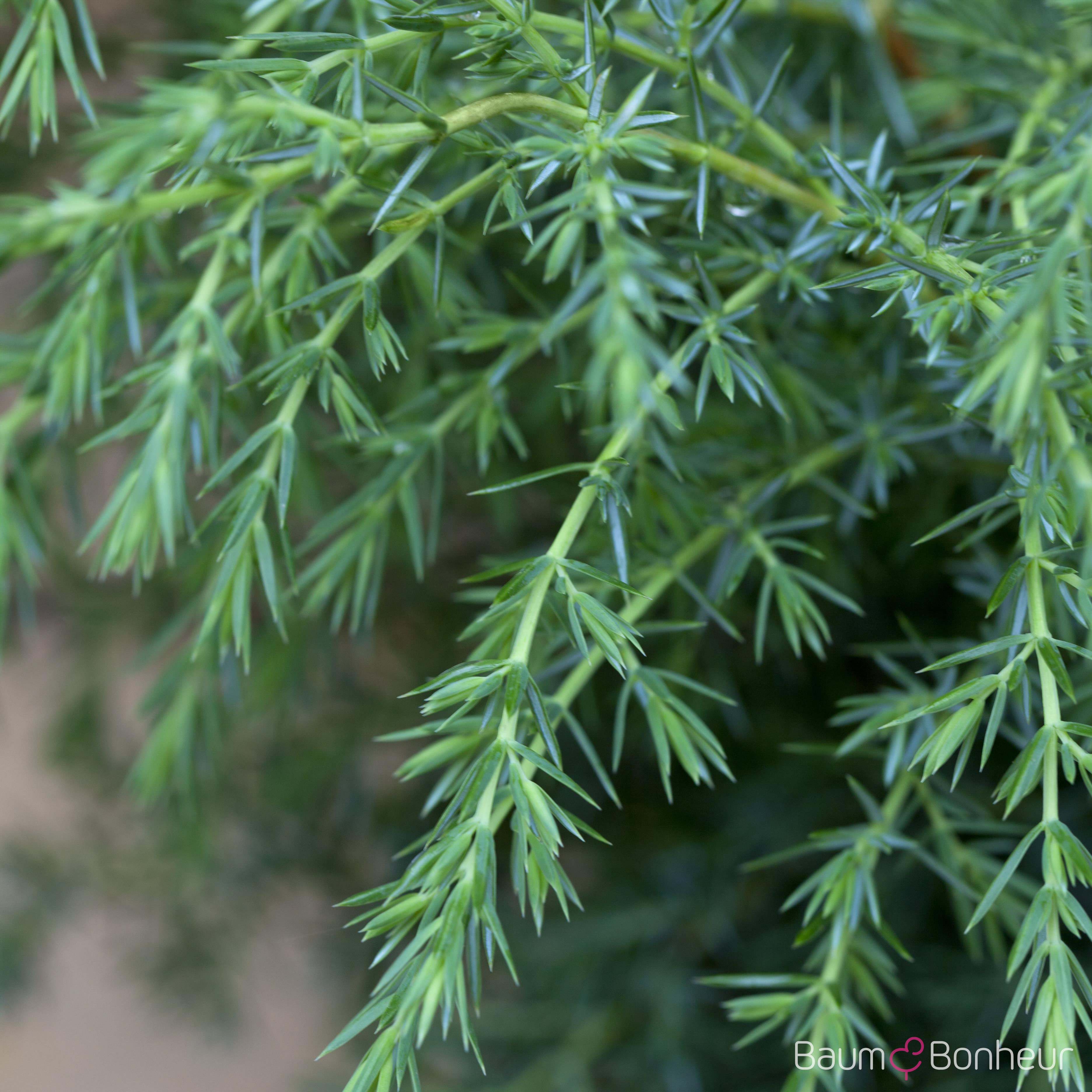 Juniperus communis 'Hibernica'