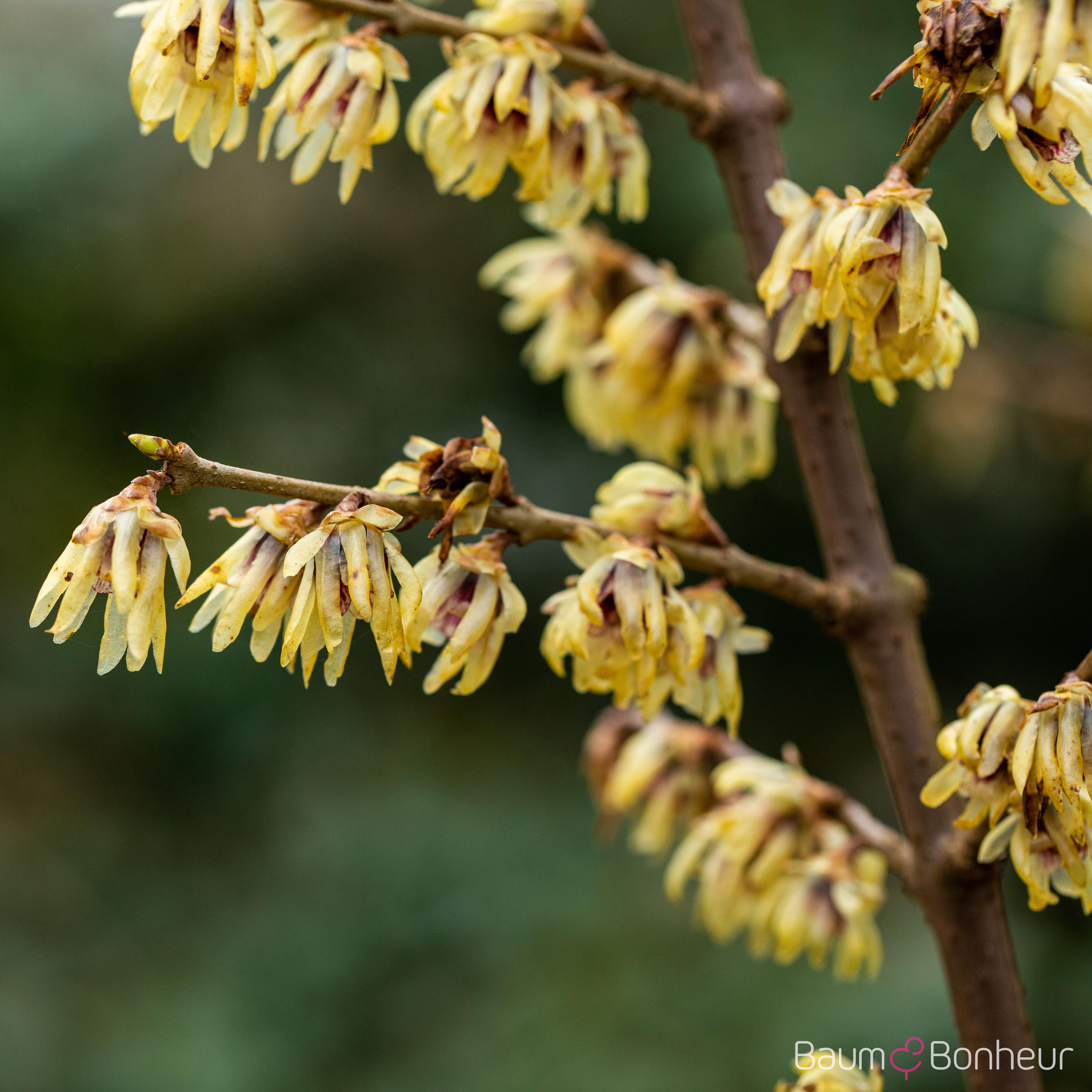 Chimonanthus praecox