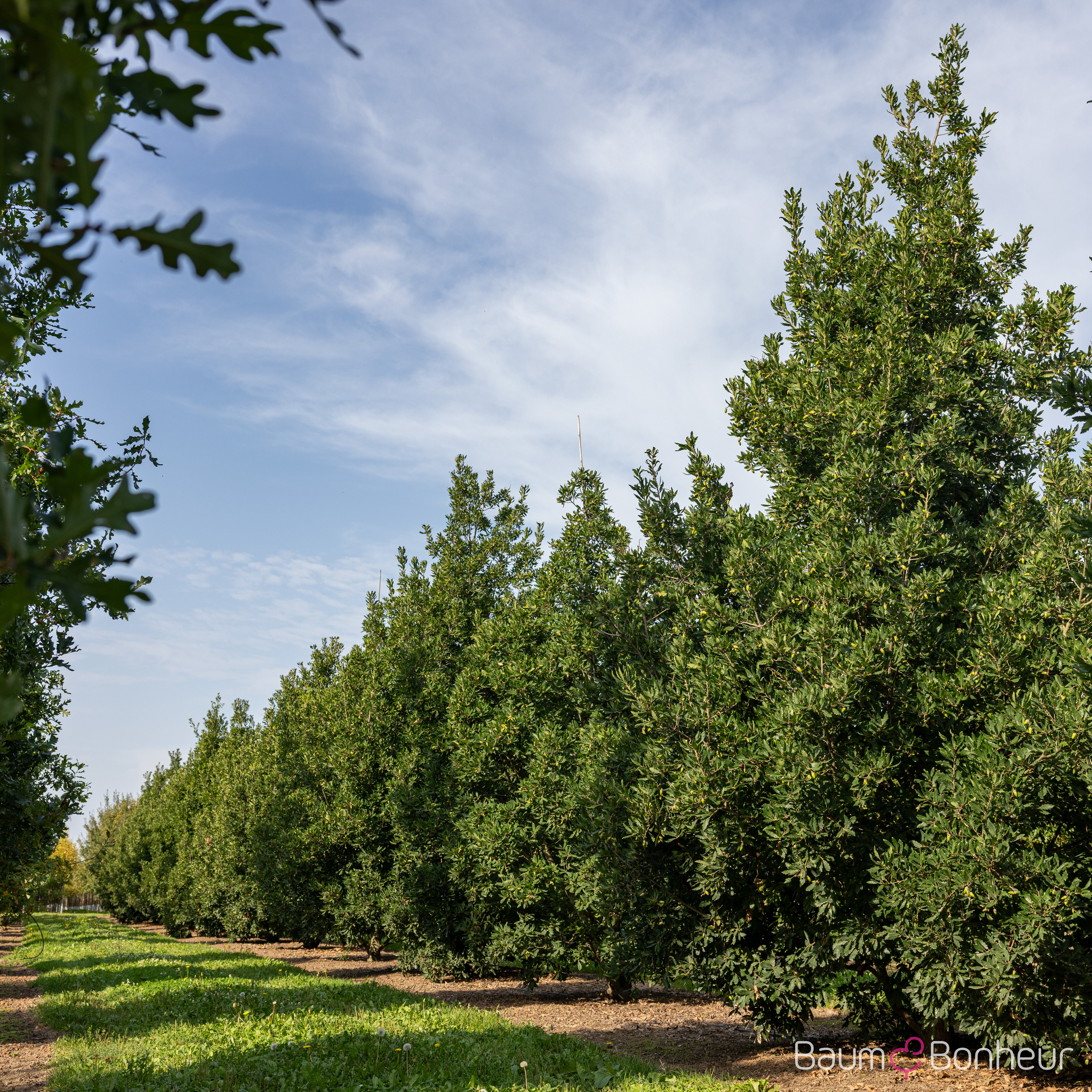 Quercus turneri 'Pseudoturneri'
