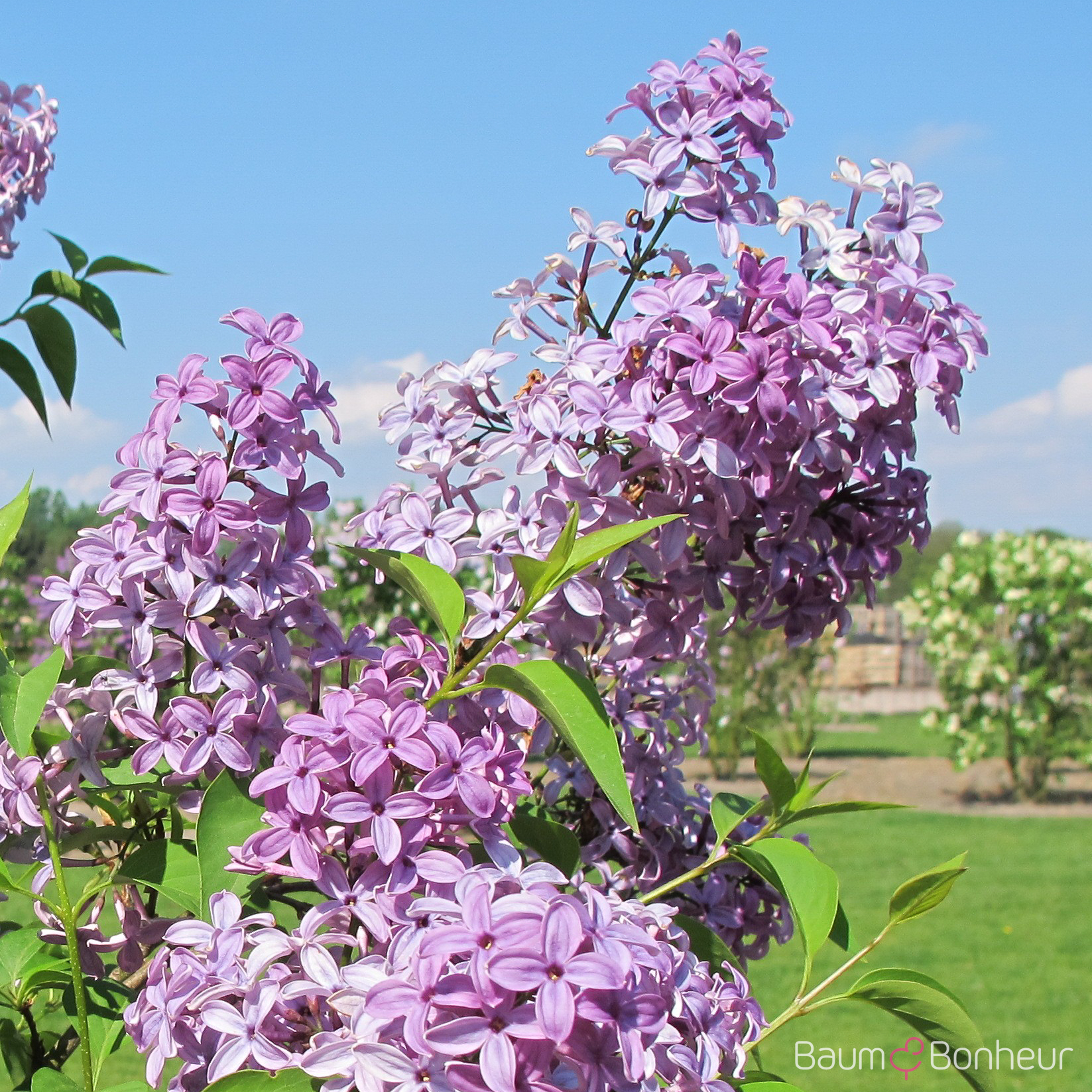 Syringa chinensis 'Saugeana'