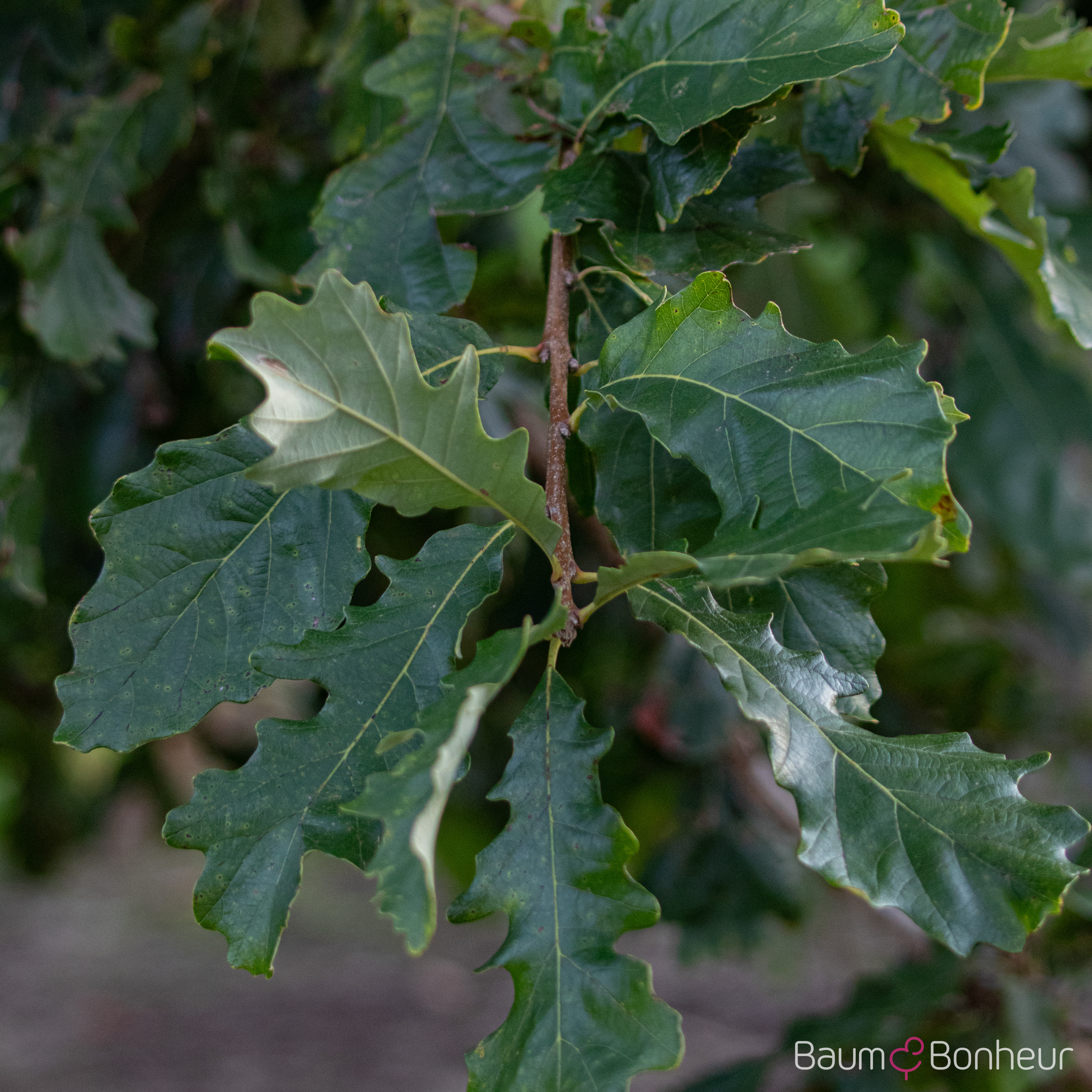 Quercus macrocarpa